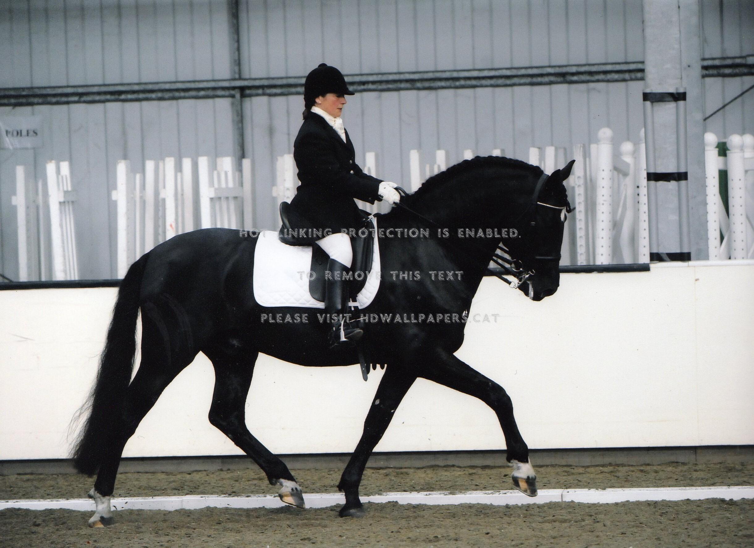 2441x1775 black spaniard spain dressage andalusian
