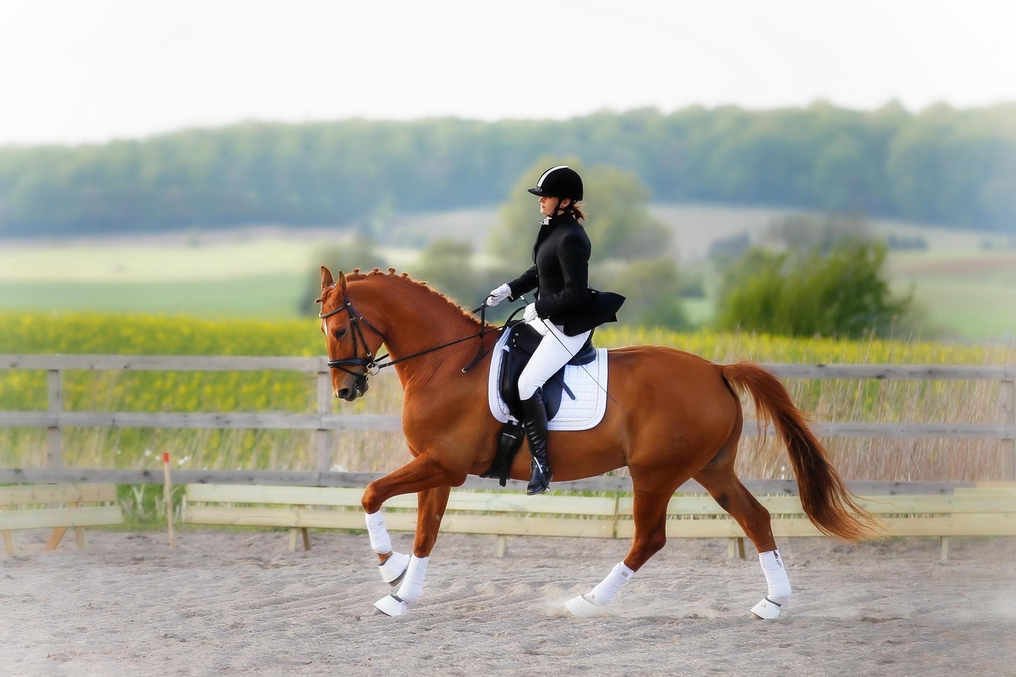 2048x1365 Horse, Rider, Equestrian wallpaper