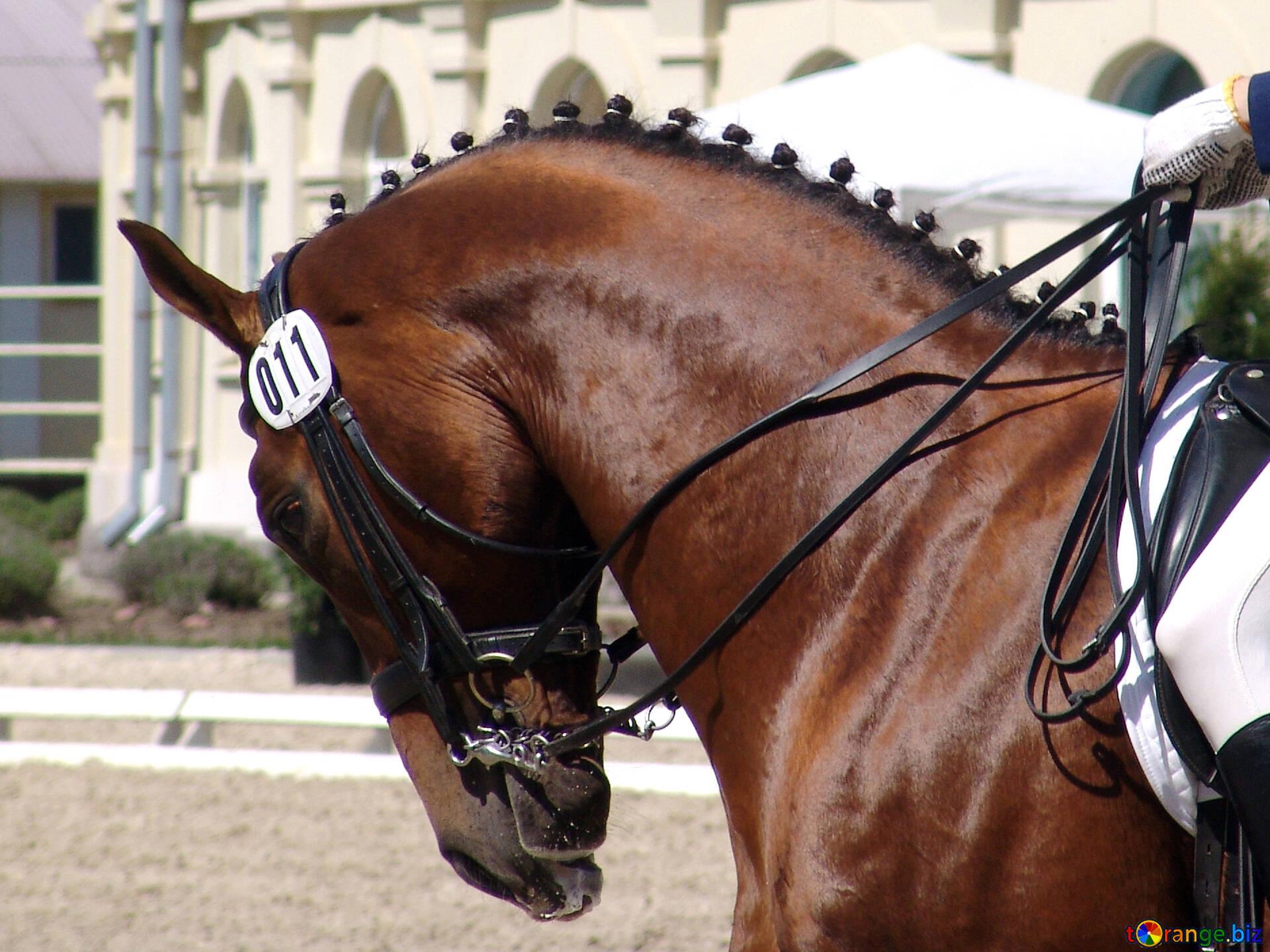 1920x1440 Sportsmen Image The Muzzle Is Bay Stallion At Competitions In Dressage Image Sport № 755. Torange.biz Free Pics On Cc By License