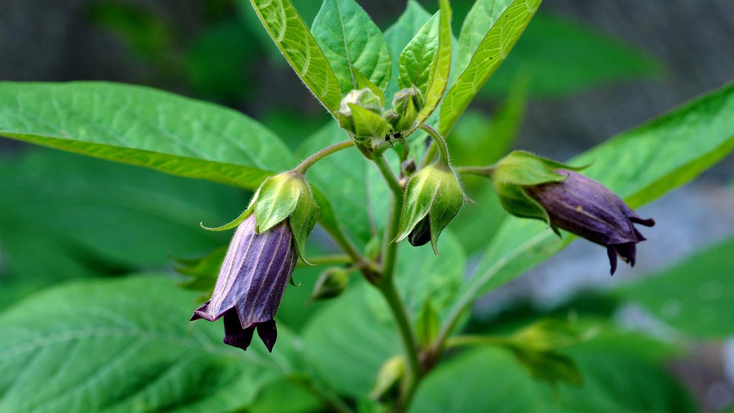 1440x810 Deadly Nightshade (Atropa belladonna)
