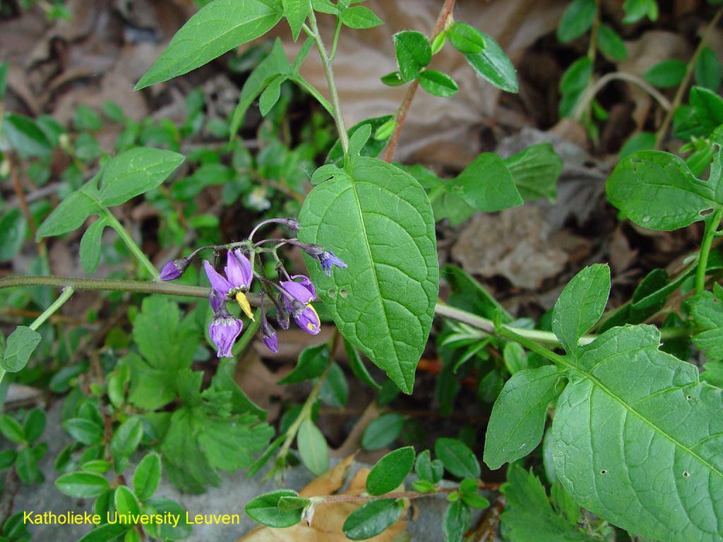 1024x768 Bittersweet nightshade identification and control: Solanum dulcamara