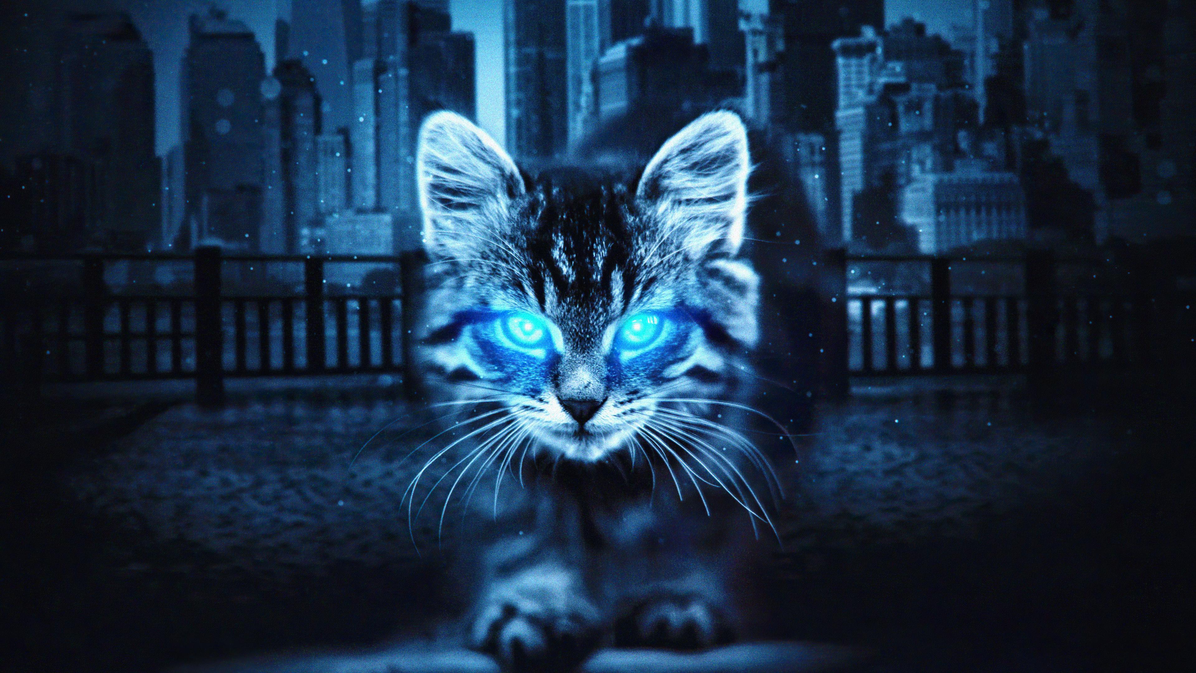 3840x2160 Cat Glowing Eyes 4k Wallpaper, 1024x768 Resolution HD 4k Wallpaper , Image, Background, Photos and Picture