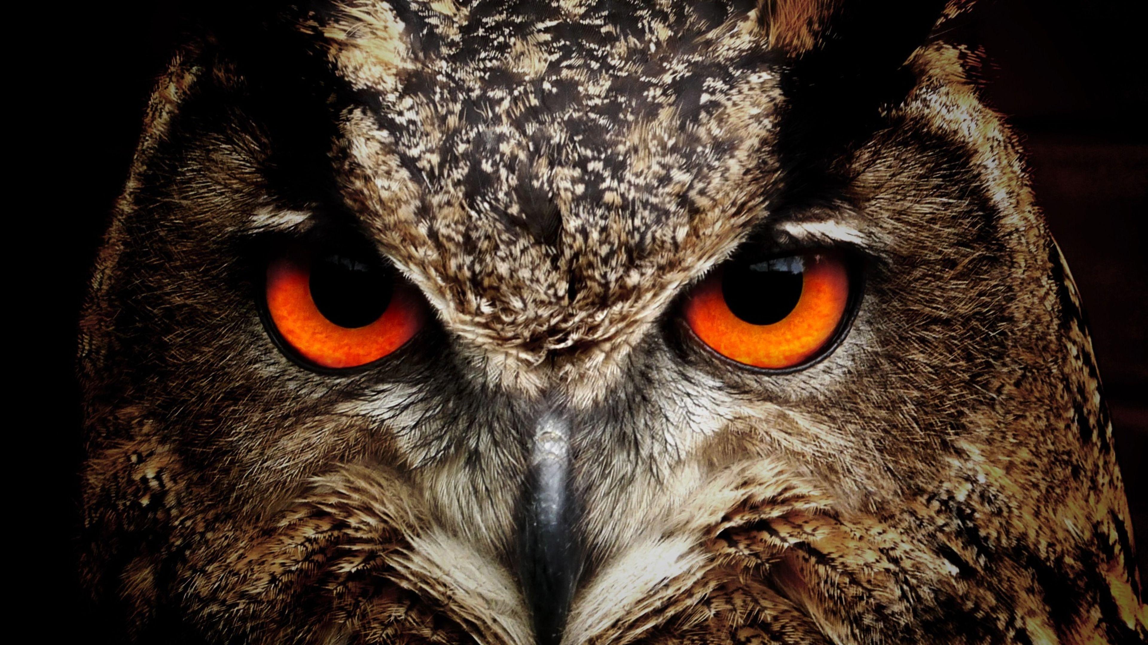 3840x2160 Owl Eagle Eyes wallpaper free wallpaper. Desktop