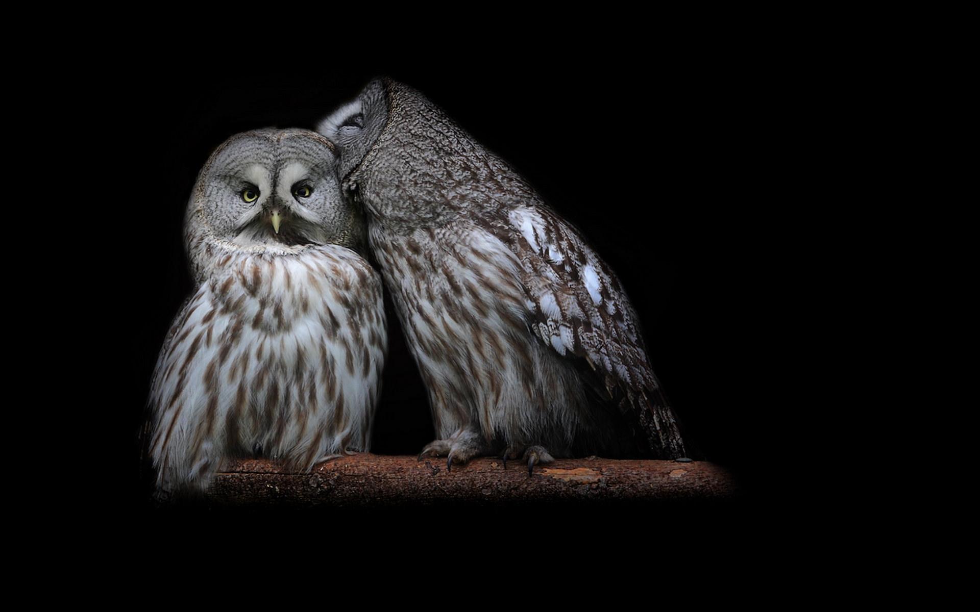 1920x1200 Whisper of owl / 1920 x 1200 / Animals / Photography