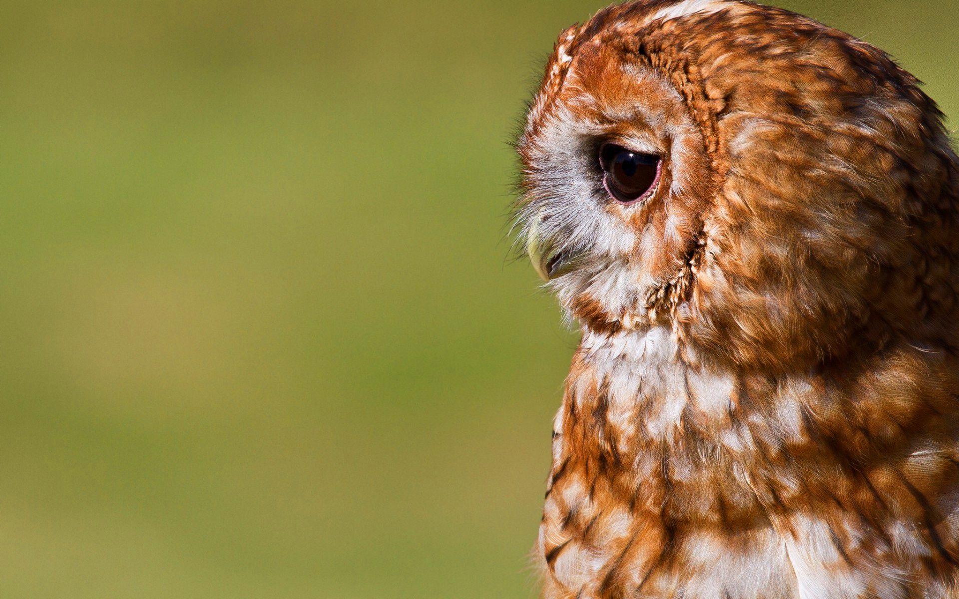 1920x1200 Cute Owl Wallpaper