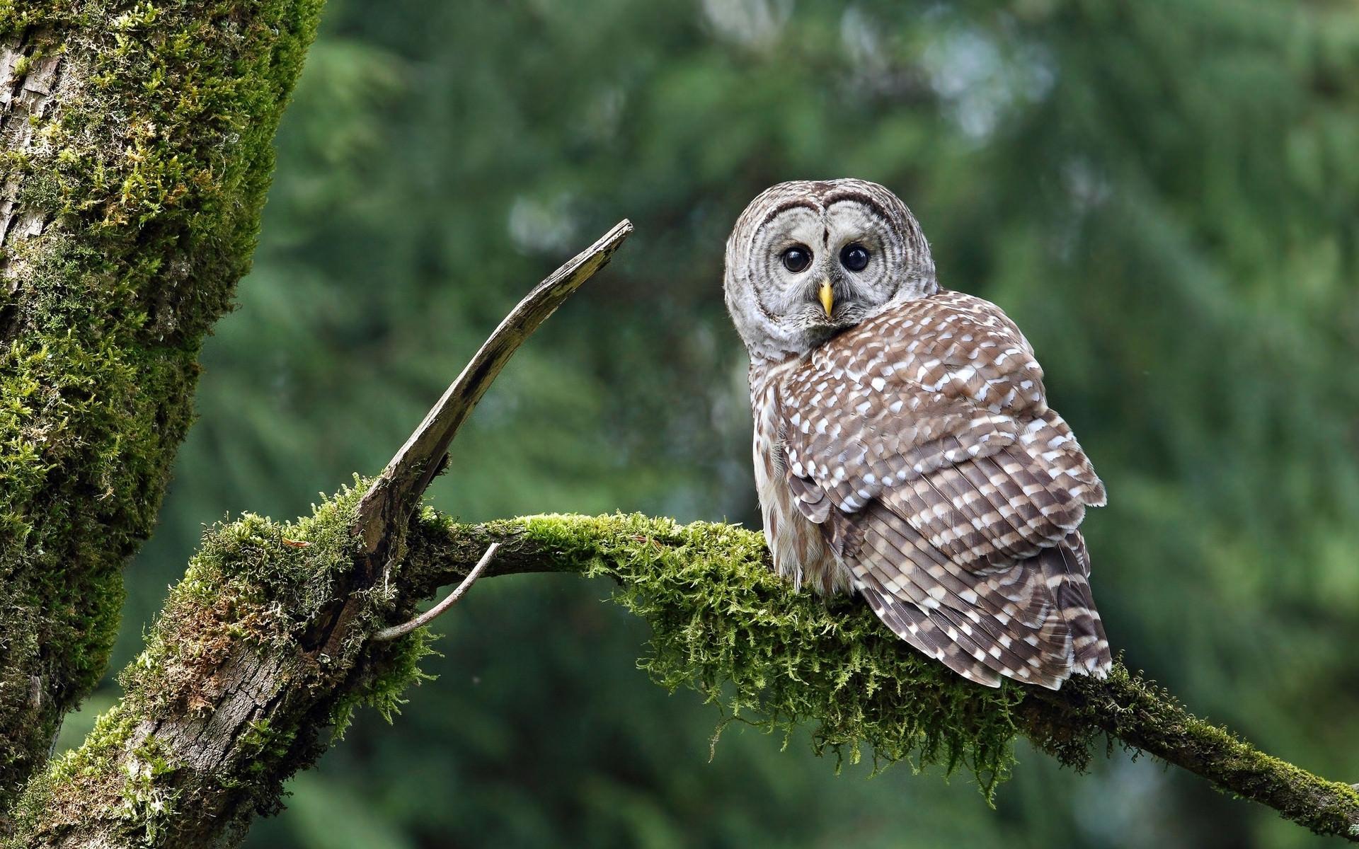 1920x1200 Surprised owl / 1920 x 1200 / Animals / Photography