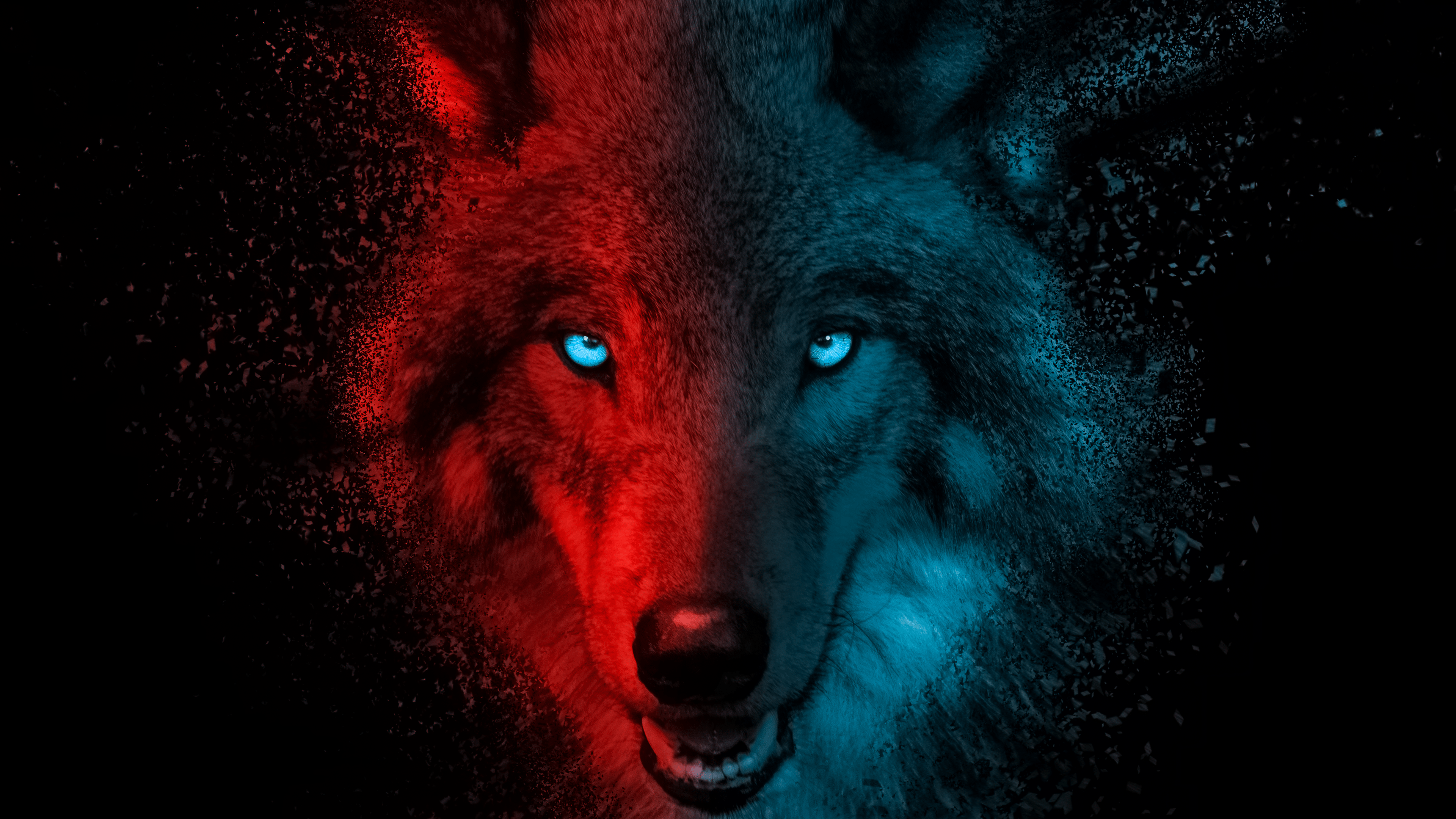 3840x2160 Wolf Wallpaper 4K, Scary, Gradient, Dark background, Animals