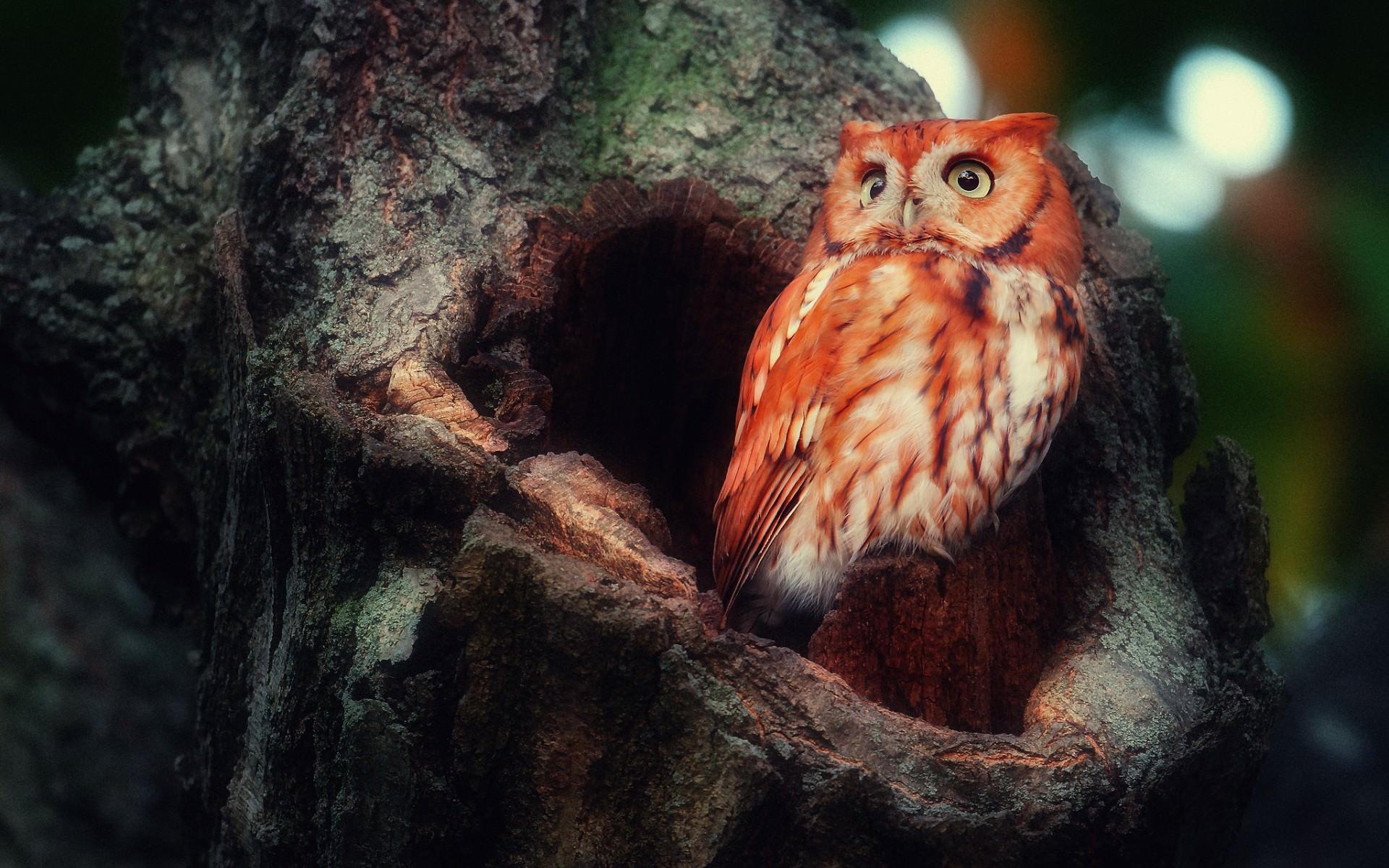 1920x1200 Eagle owl in hollow / 1920 x 1200 / Animals / Photography