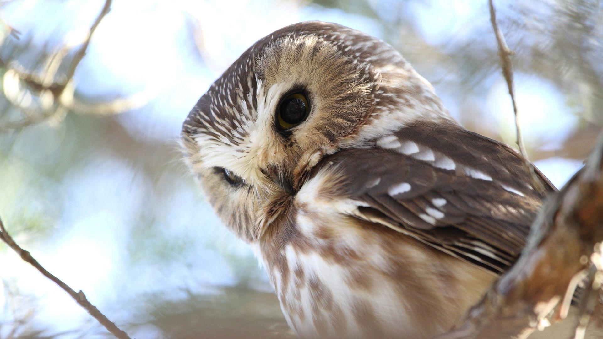 1920x1080 Image result for full HD 1080p wallpaper. Owls. Owl