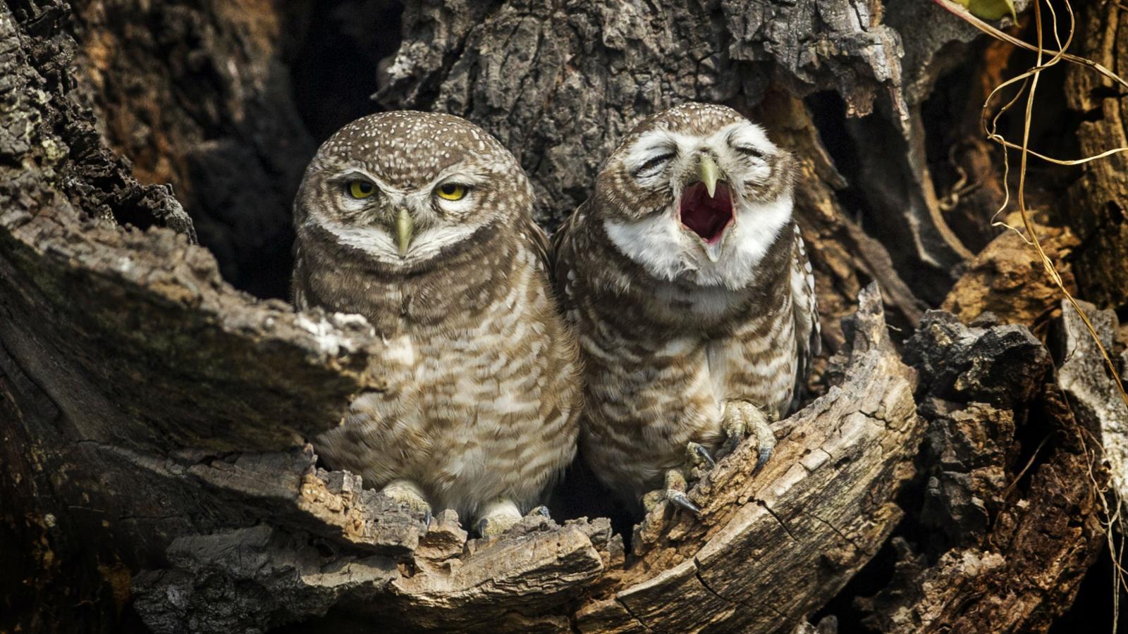 1600x900 How many species of birds are there?