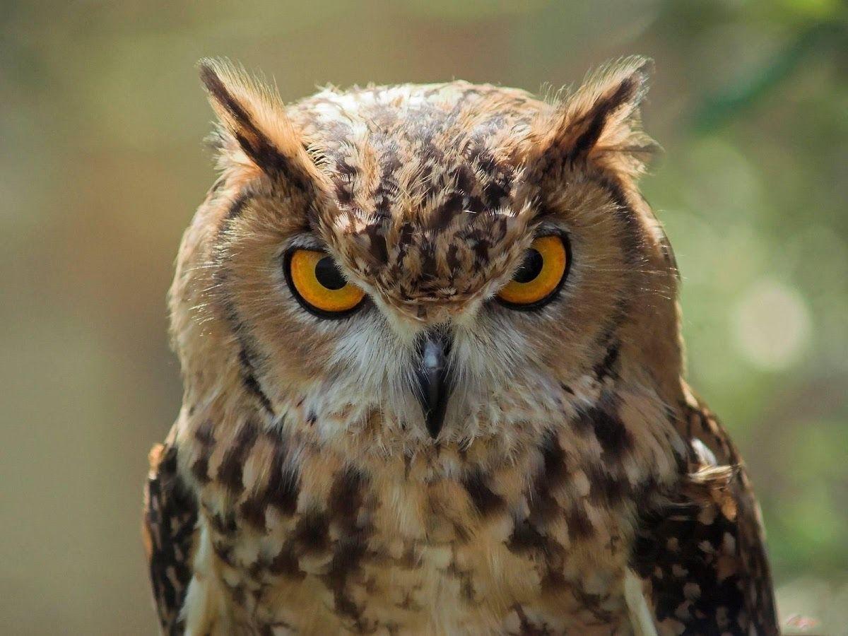 1200x900 Owl HD Live Wallpaper 1.30 APK Download Personalization Apps