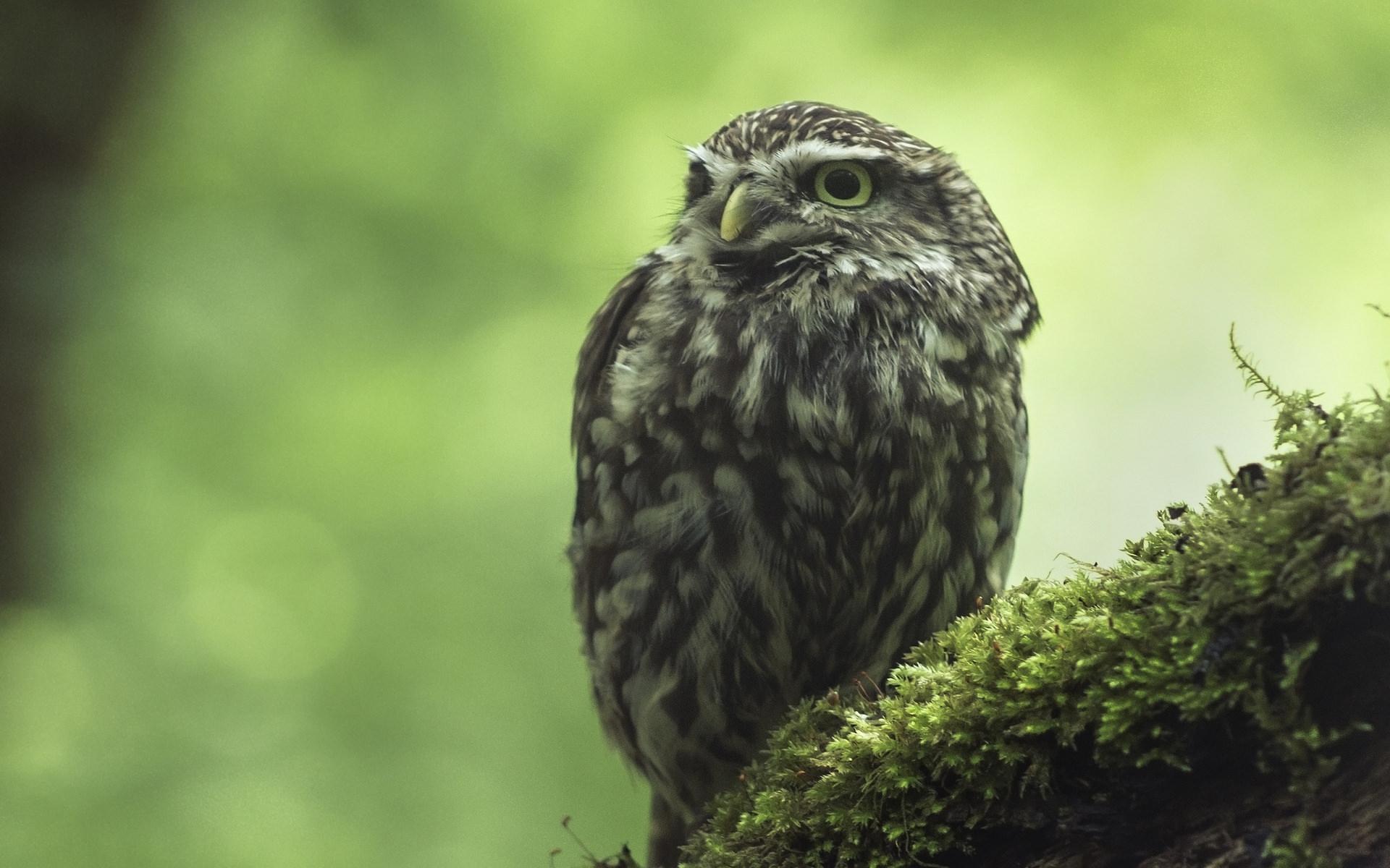 1920x1200 Eagle owl in green / 1920 x 1200 / Animals / Photography