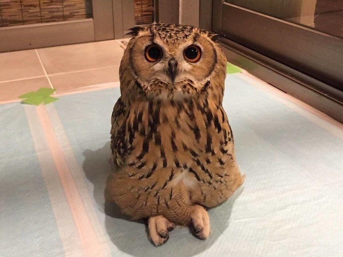 1200x900 An owl sitting with his legs crossed Zoom MEME crossed, legs, Owl