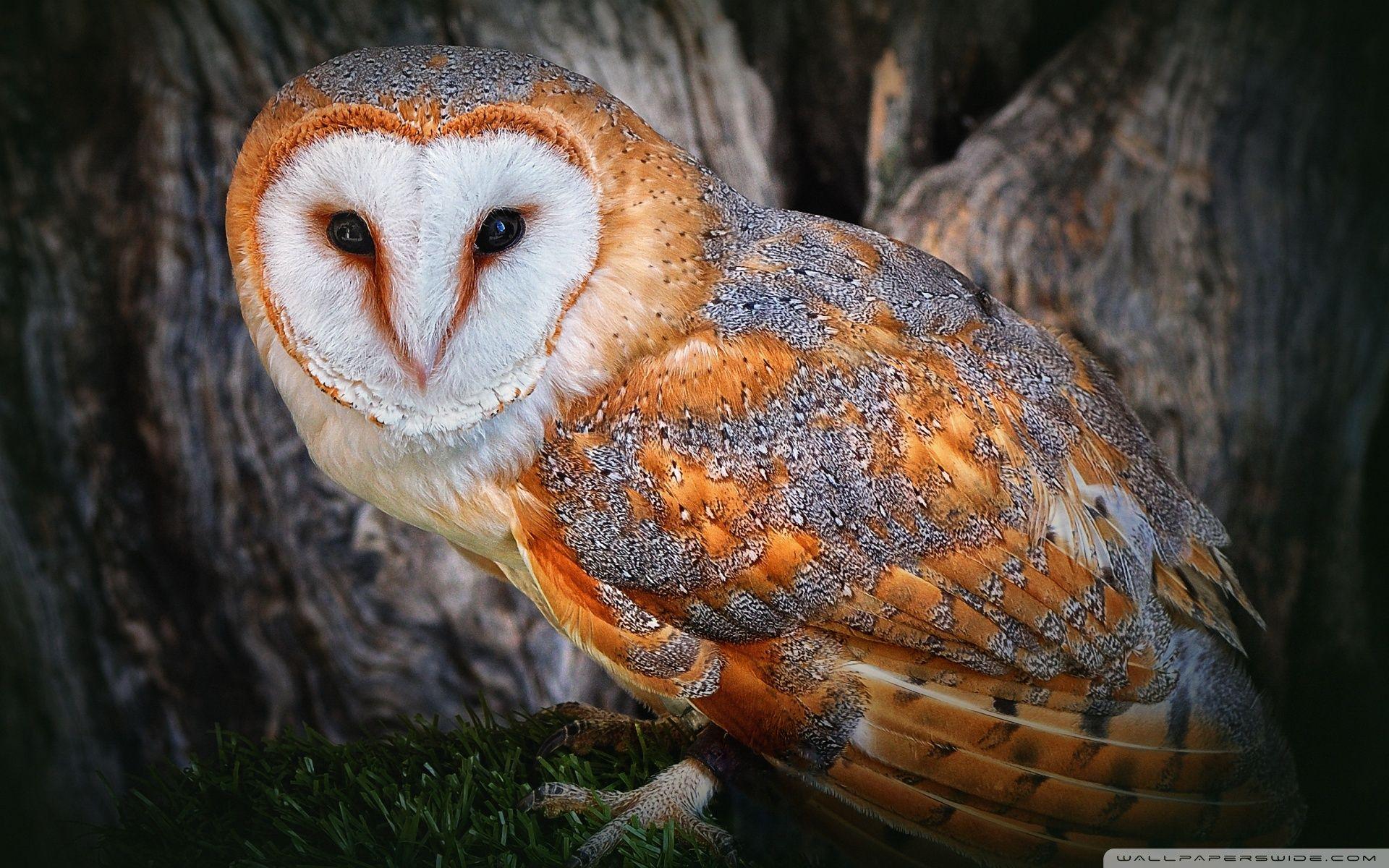 1200 X 900 Colorful Owl Wallpapers Top Free 1200 X 900 Colorful