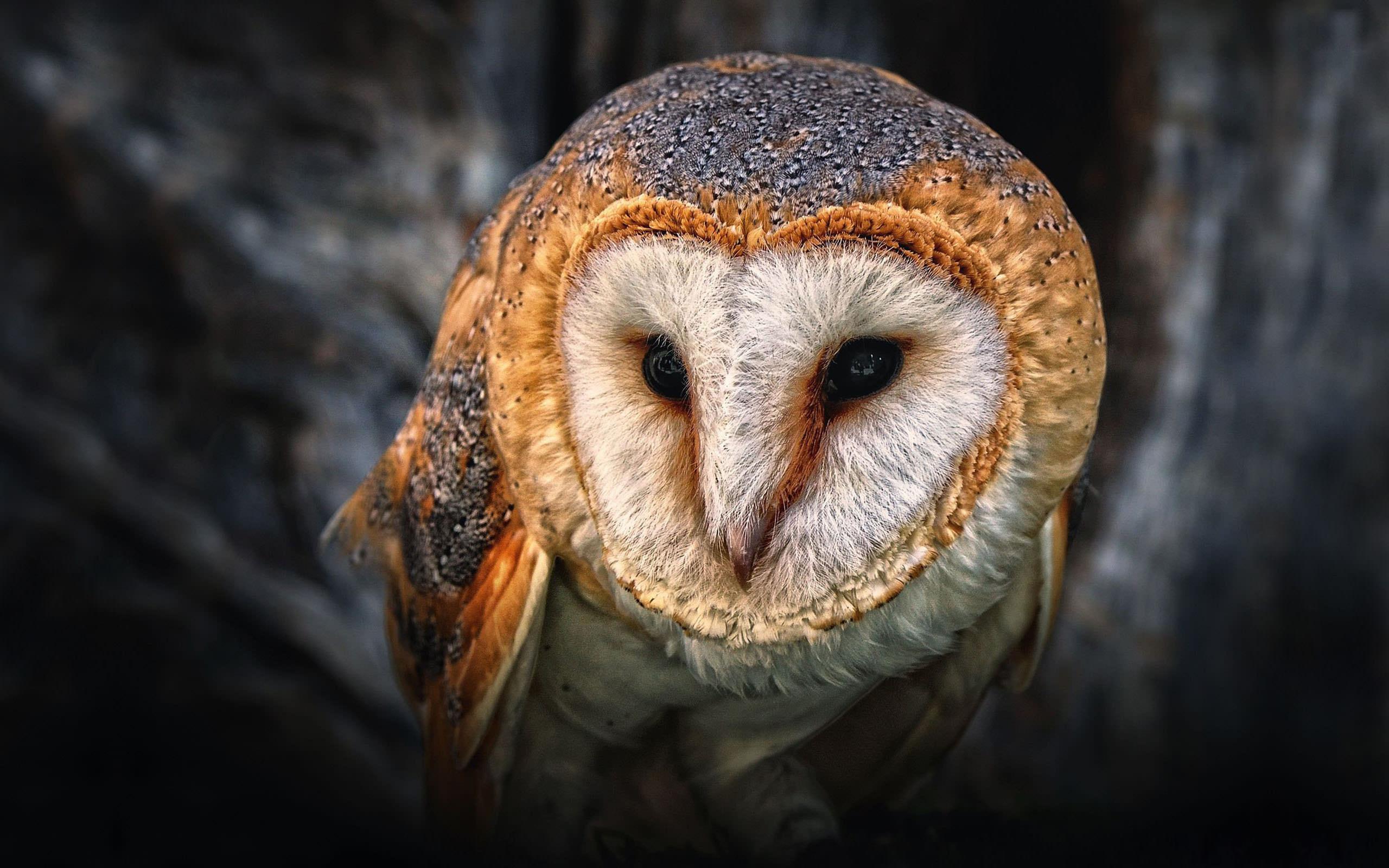 2560x1600 Uncommon eagle owl / 2560 x 1600 / Animals / Photography