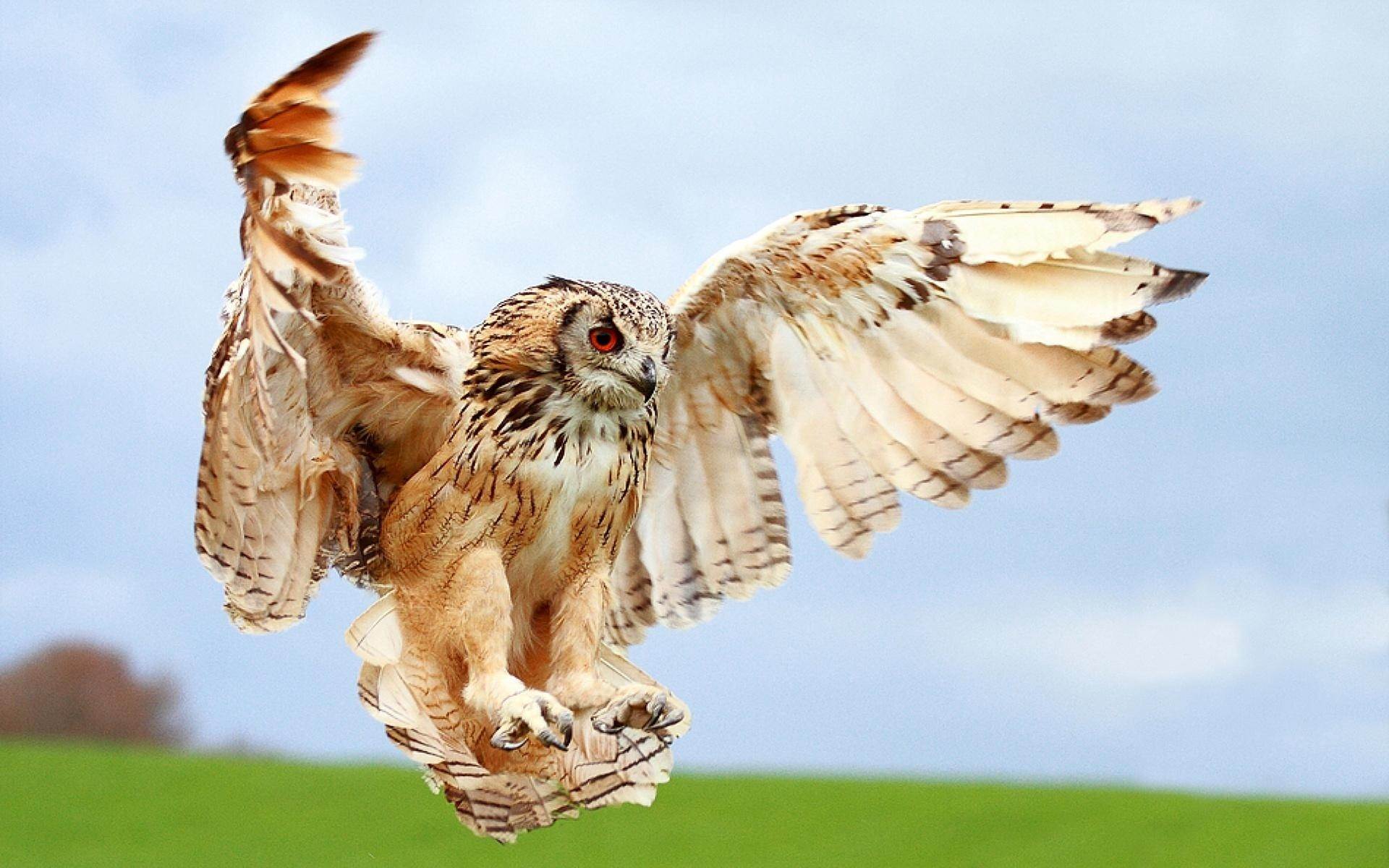 1920x1200 Eagle owl / 1920 x 1200 / Animals / Photography