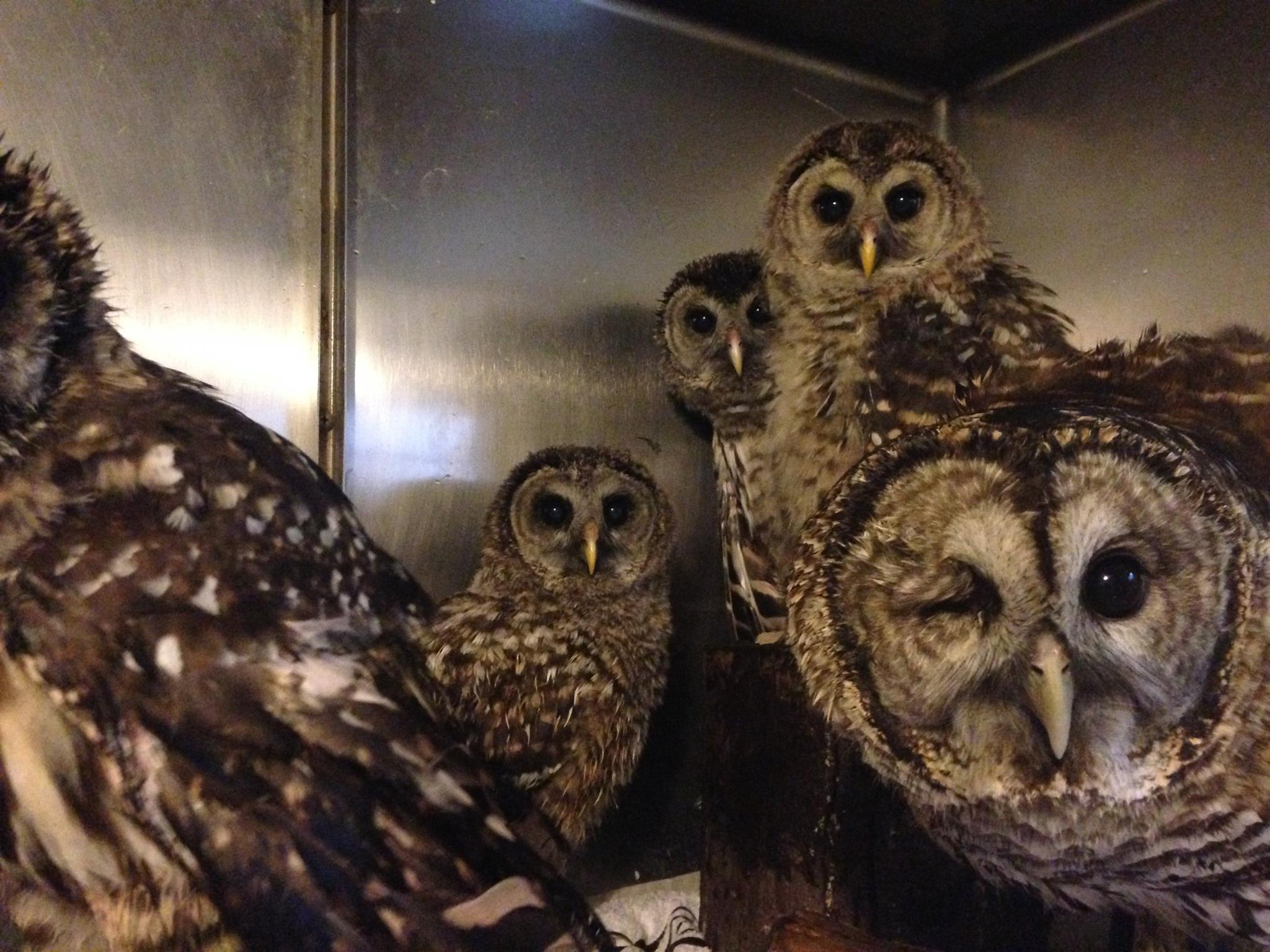 2048x1536 Owl Fest at Treehouse Wildlife Center