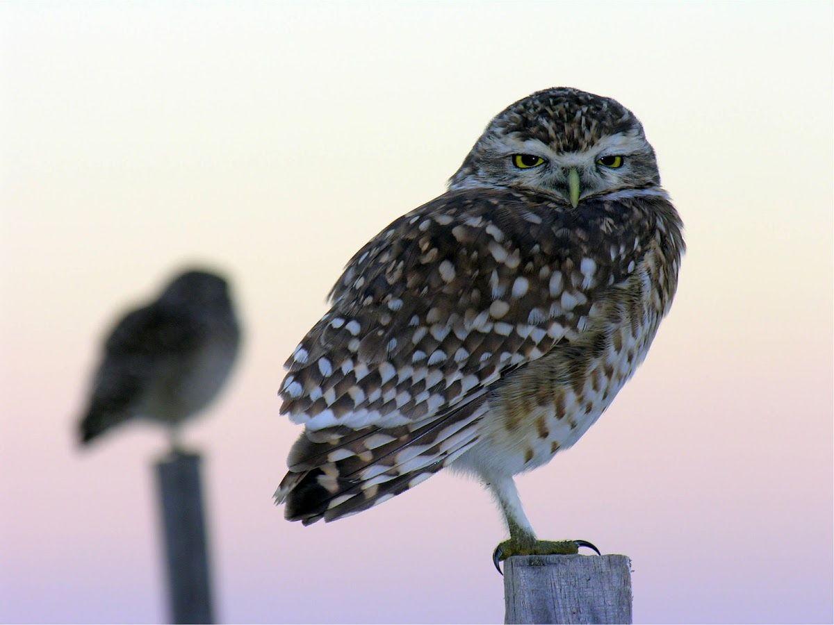 1200x900 Best Owl Bird Wallpaper HD 3.1 APK Download
