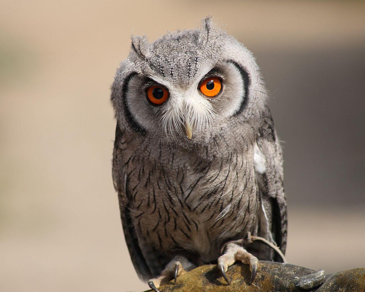 1280x1024 HQ Wallpaper Arena: Birds