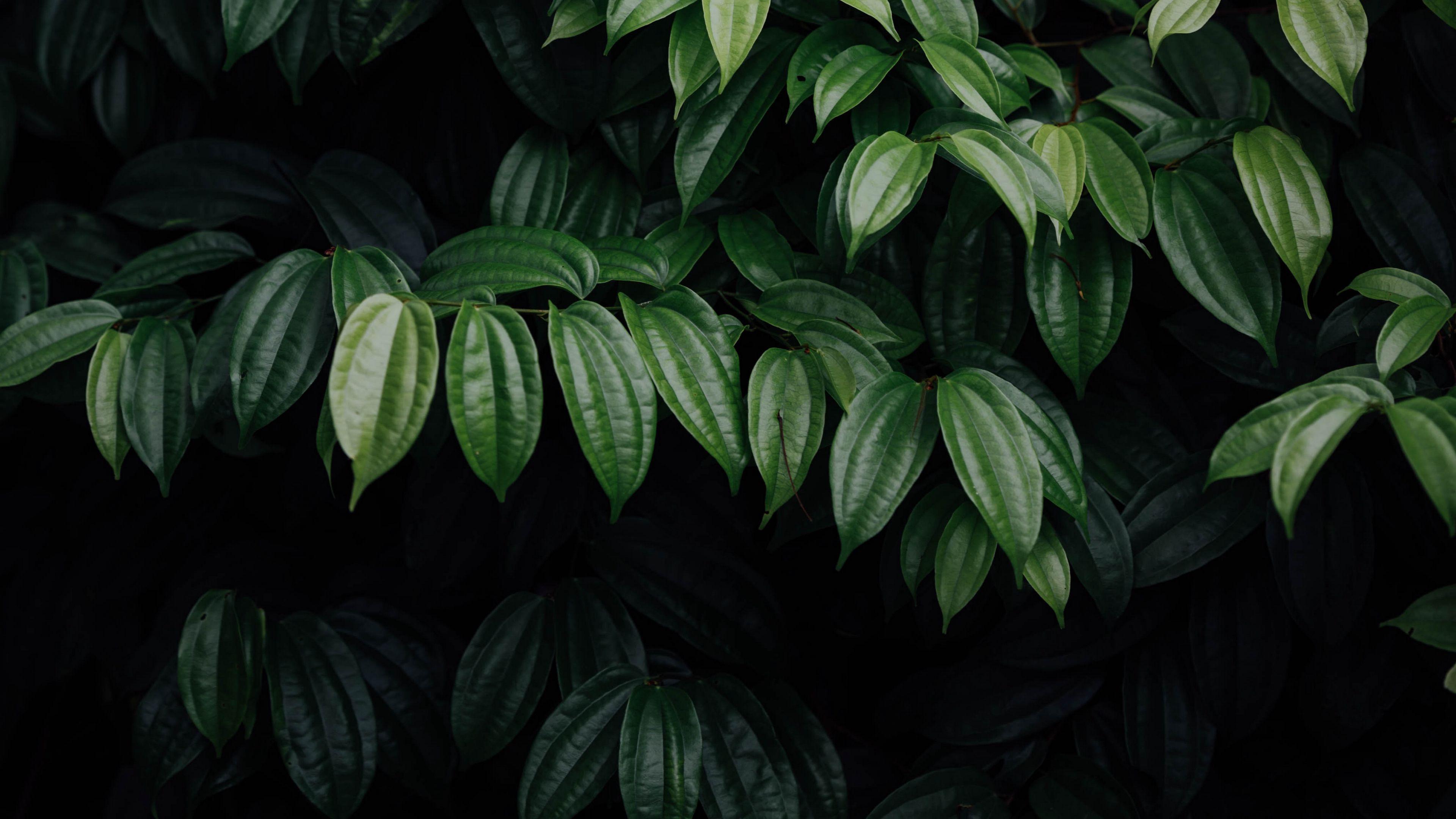 3840x2160 HD Wallpaper for theme: brilliant HD wallpaper, background