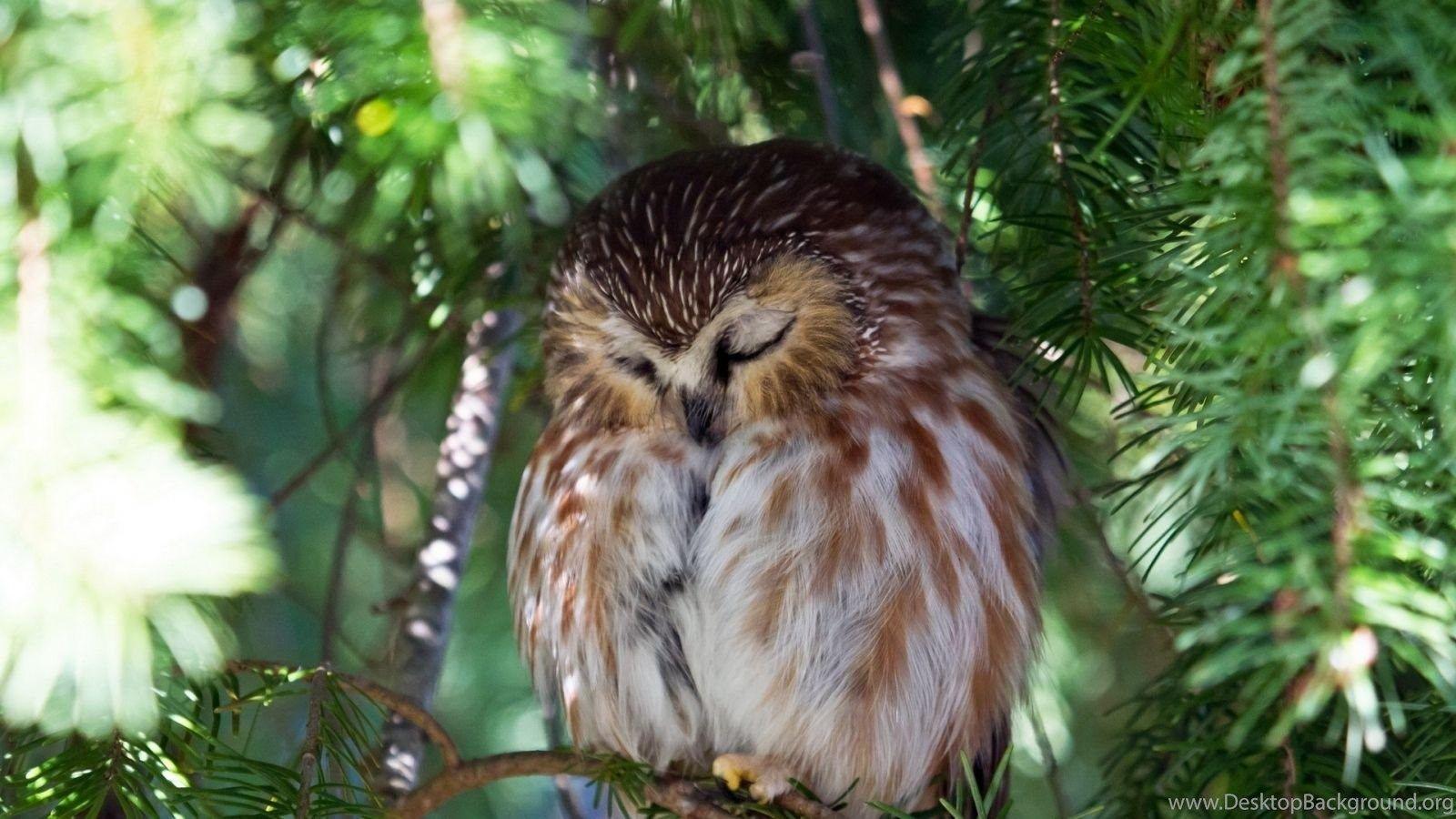 1600x900 Peaceful Owl Owls Wallpaper Fanpop Desktop Background
