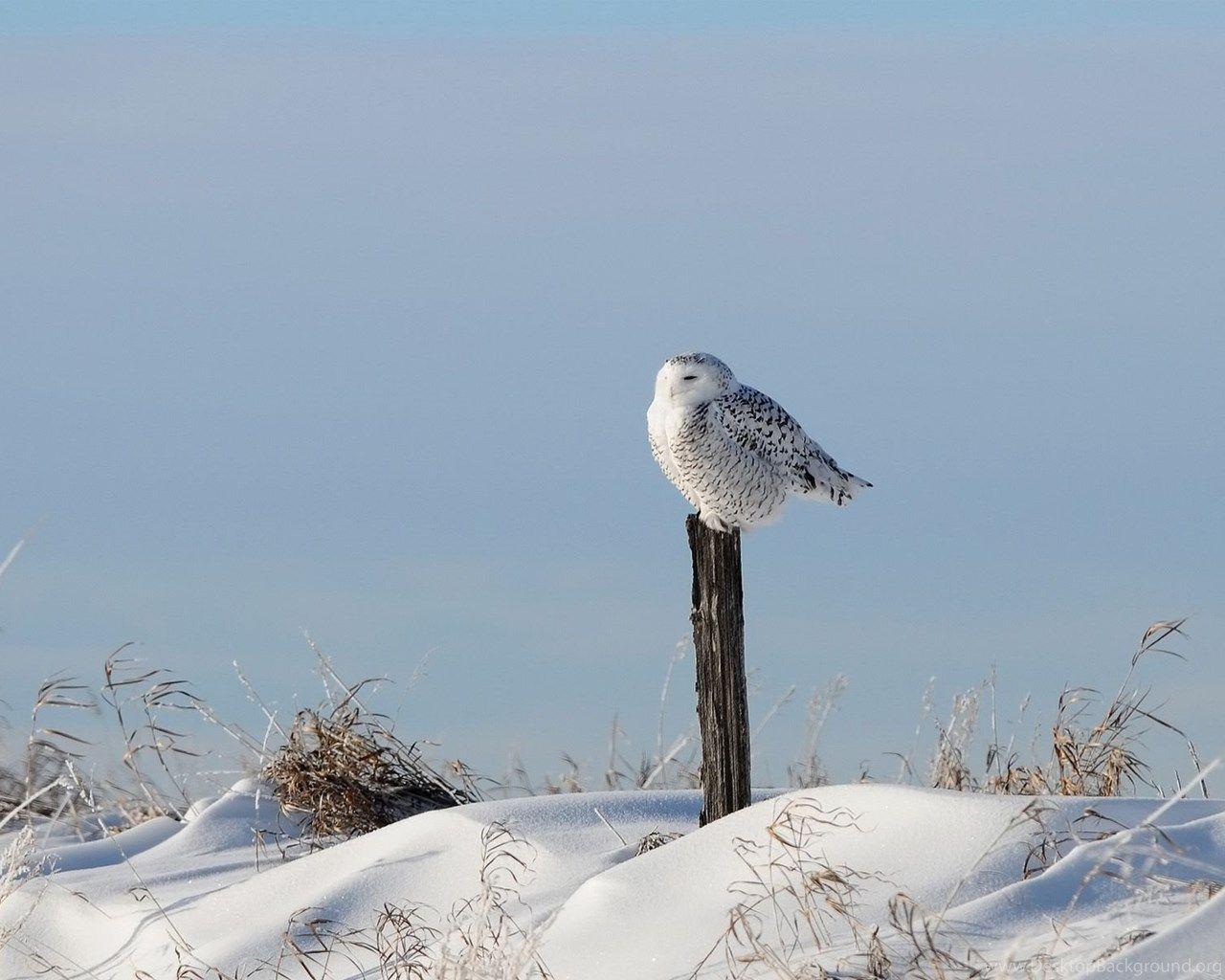 1280x1024 Snowy Owl In The Snow Animal HD Wallpaper 1920×1200 34754