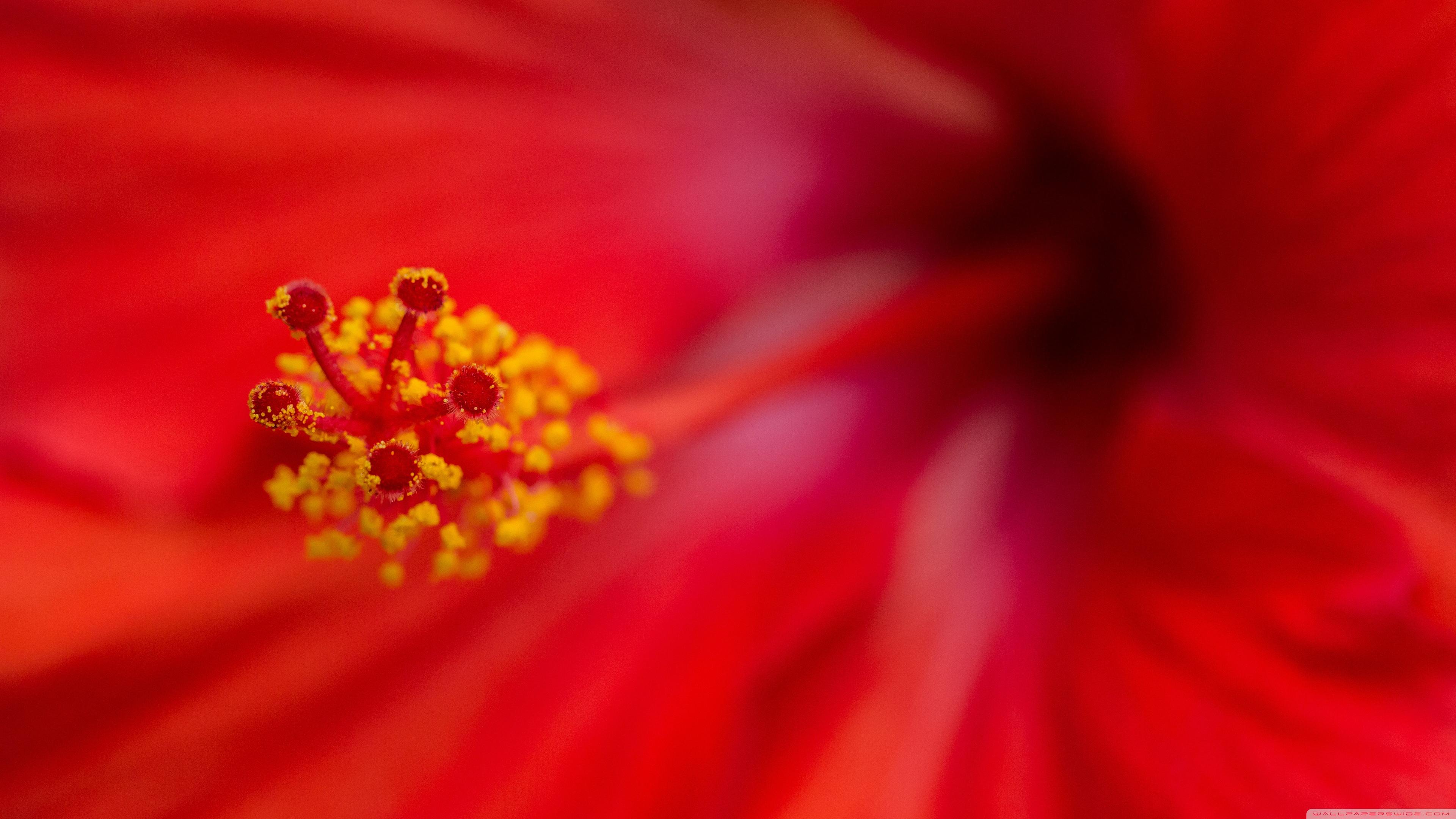 3840x2160 Brilliant Hibiscus Ultra HD Desktop Background Wallpaper for 4K UHD TV : Widescreen & UltraWide Desktop & Laptop : Multi Display, Dual Monitor : Tablet