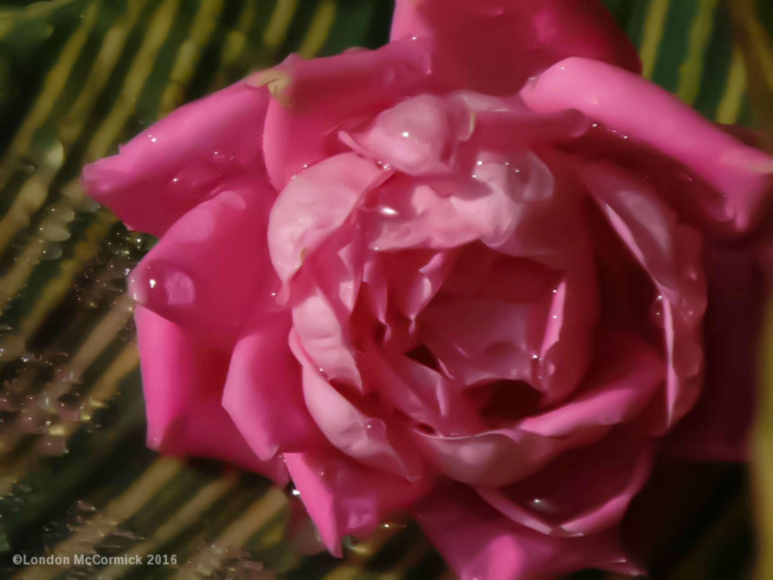 2694x2021 beautiful flowers, city park, flower garden, landscape, natural photograph light, nature photography, rose bloom, rose garden, rose in rain wallpaper HD Wallpaper