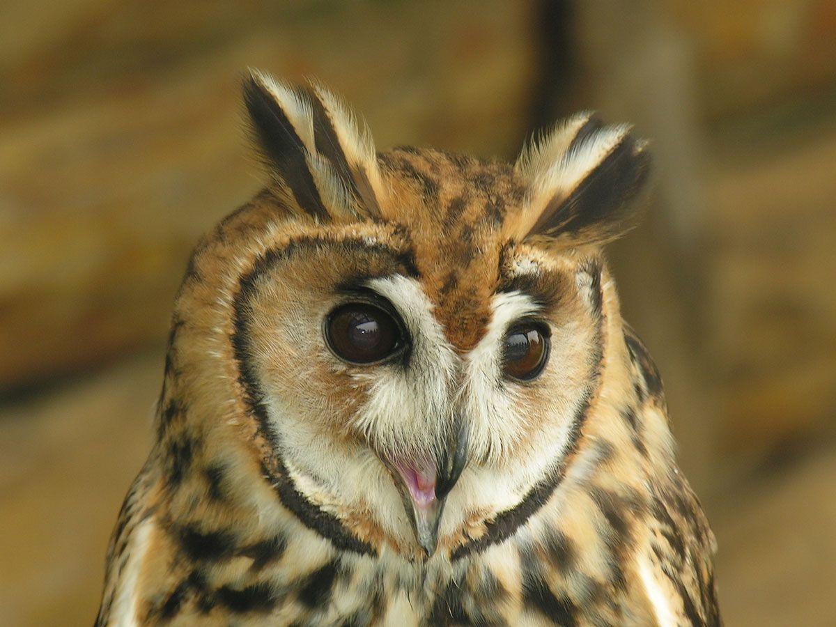 1200x900 Night owl background (wallpaper). SantoshBirds