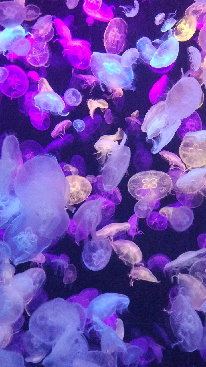 720x1280 Colorful, jellyfishes, underwater, 720x1280 wallpaper. Underwater wallpaper, Colorful jellyfish, Jellyfish painting