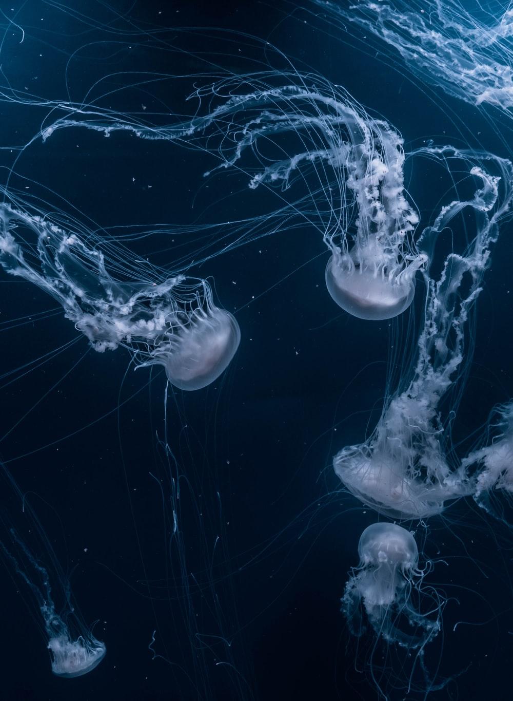 1000x1365 Jellyfish Picture [HD]. Download Free Image