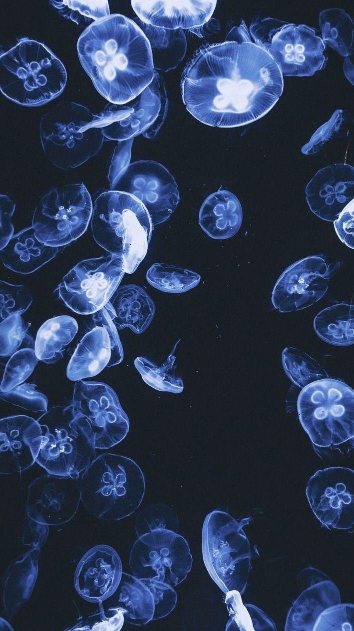 Jellyfish glowing aesthetics HD phone wallpaper  Peakpx