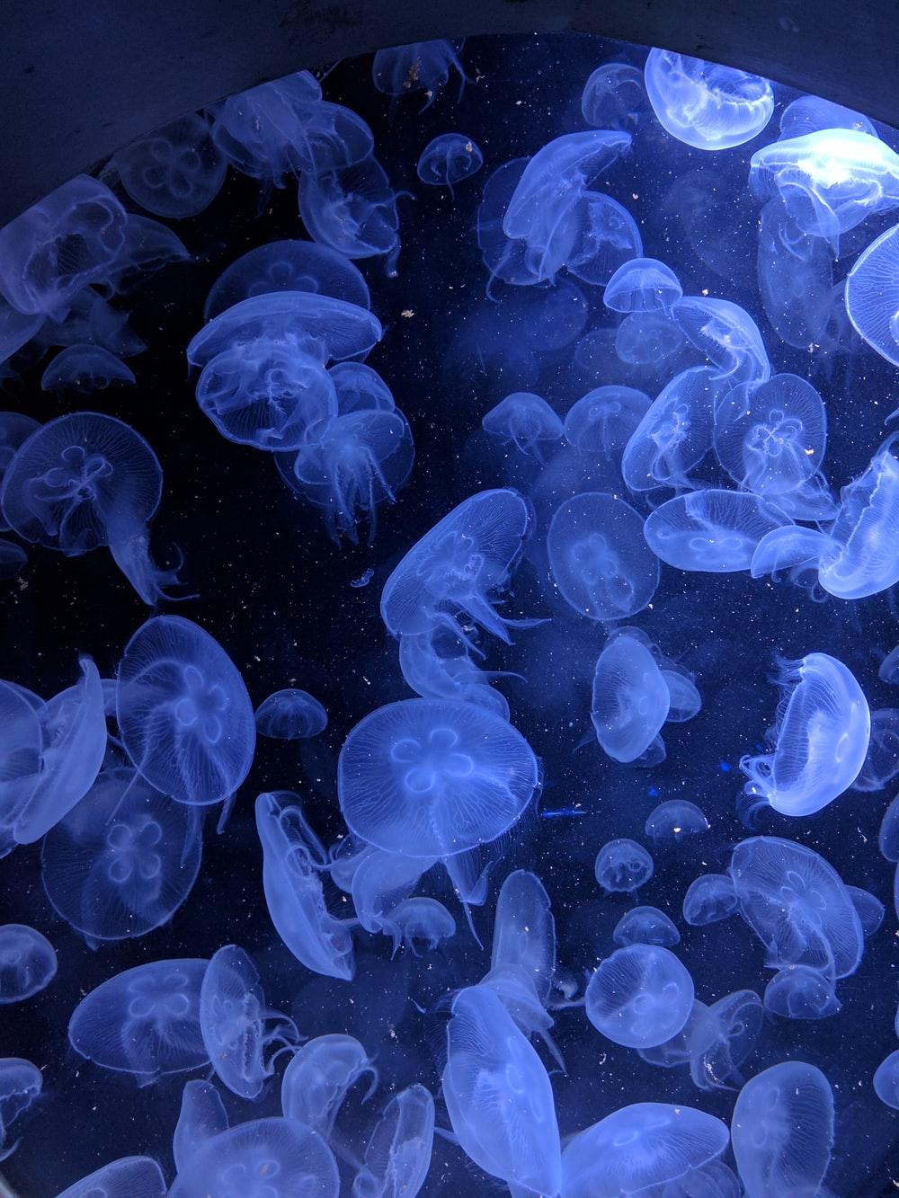 1000x1333 Jellyfish Picture [HD]. Download Free Image
