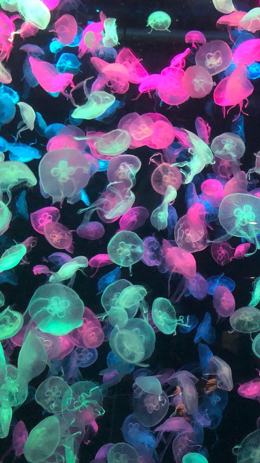 Jellyfish Wallpapers HD Free Download  PixelsTalkNet
