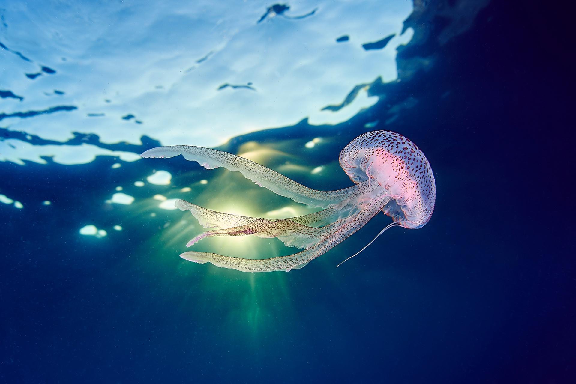 1920x1281 1920x1281 Sea Life, Underwater, Jellyfish wallpaper