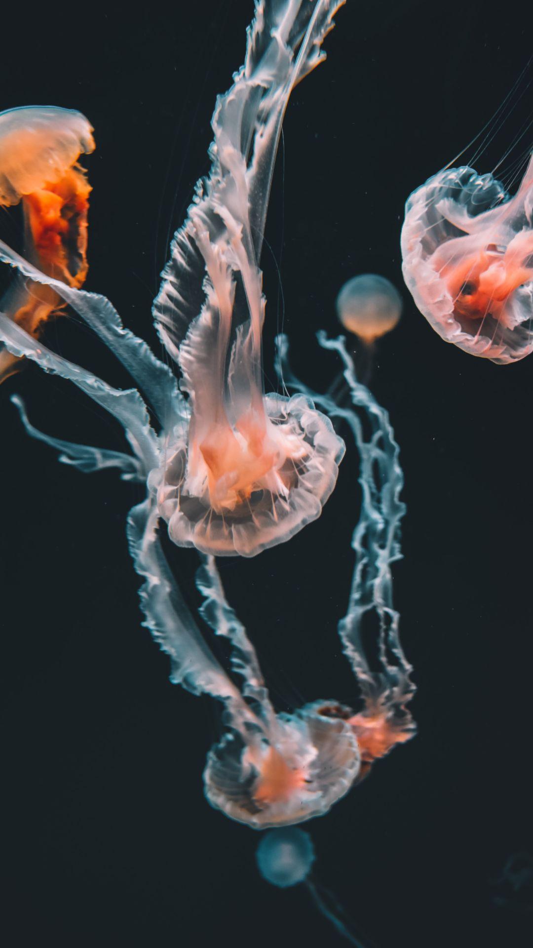 1080x1920 Jellyfish Wallpaper Best Quality Jellyfish Background Downloads