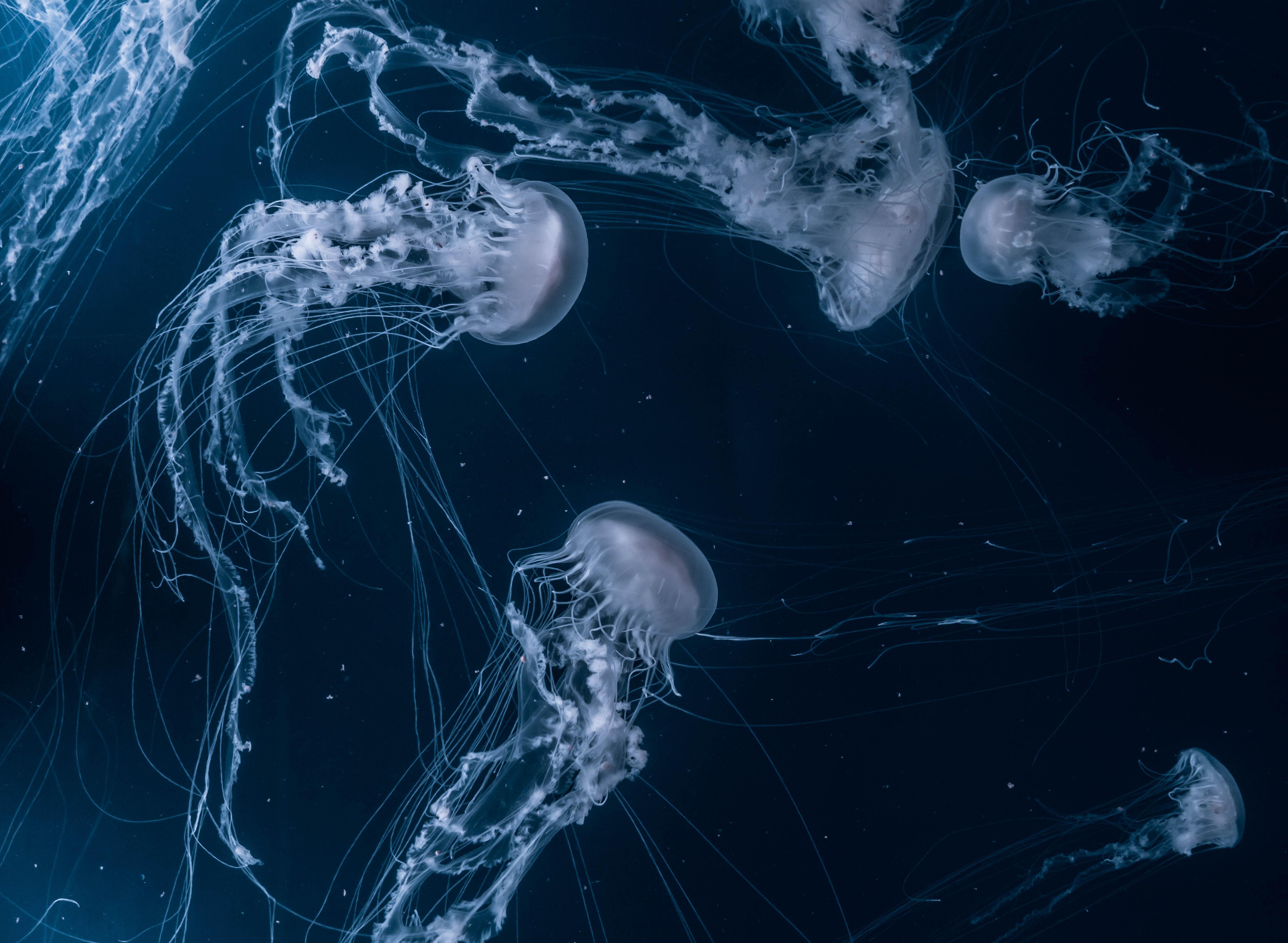 4980x3648 Jellyfish x 3648: wallpaper
