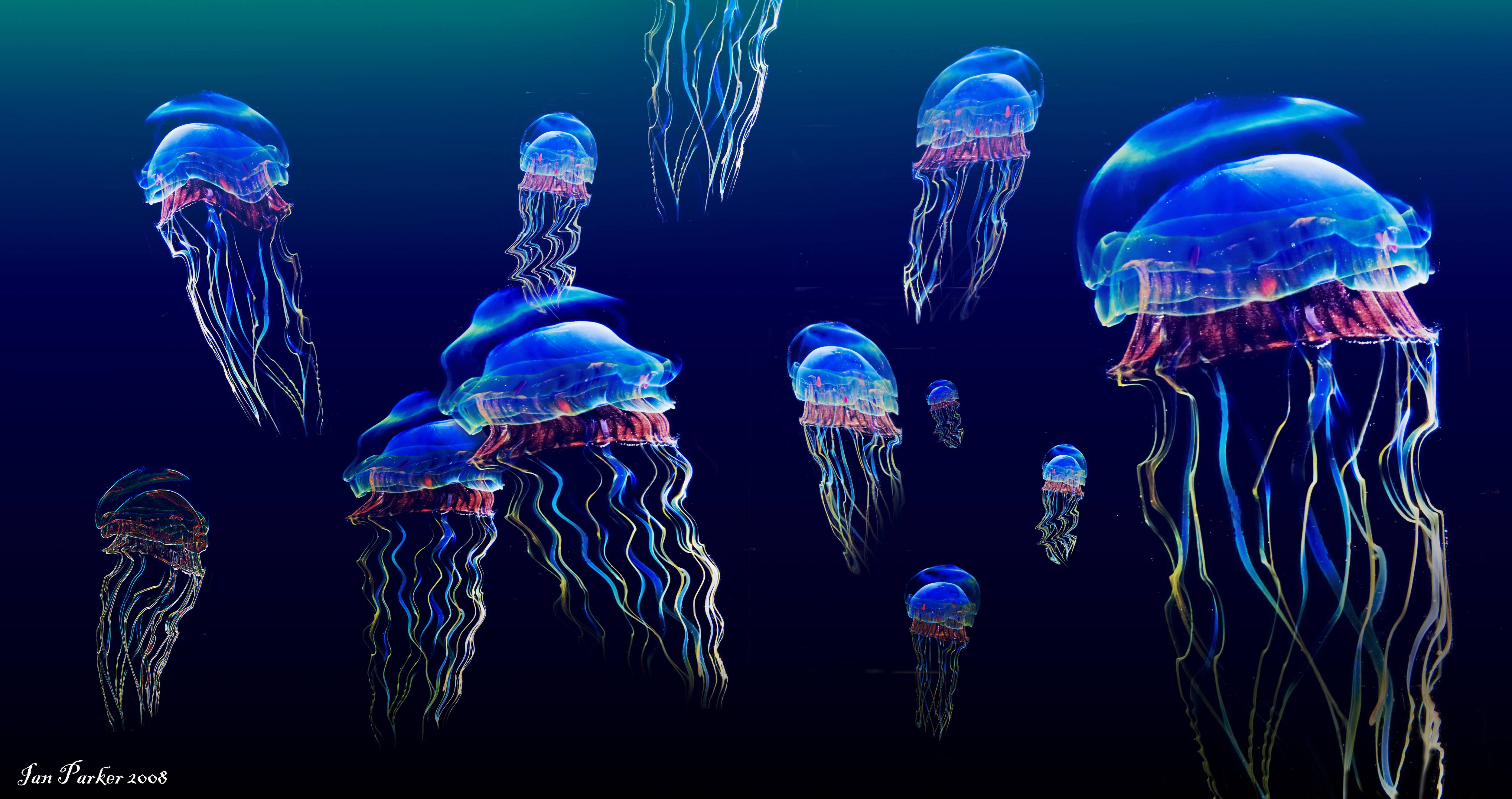 5000x2641 Free download Jellyfish Wallpaper [5000x2641] for your Desktop, Mobile & Tablet. Explore Jellyfish Background. Live Jellyfish Wallpaper, Jellyfish HD Wallpaper