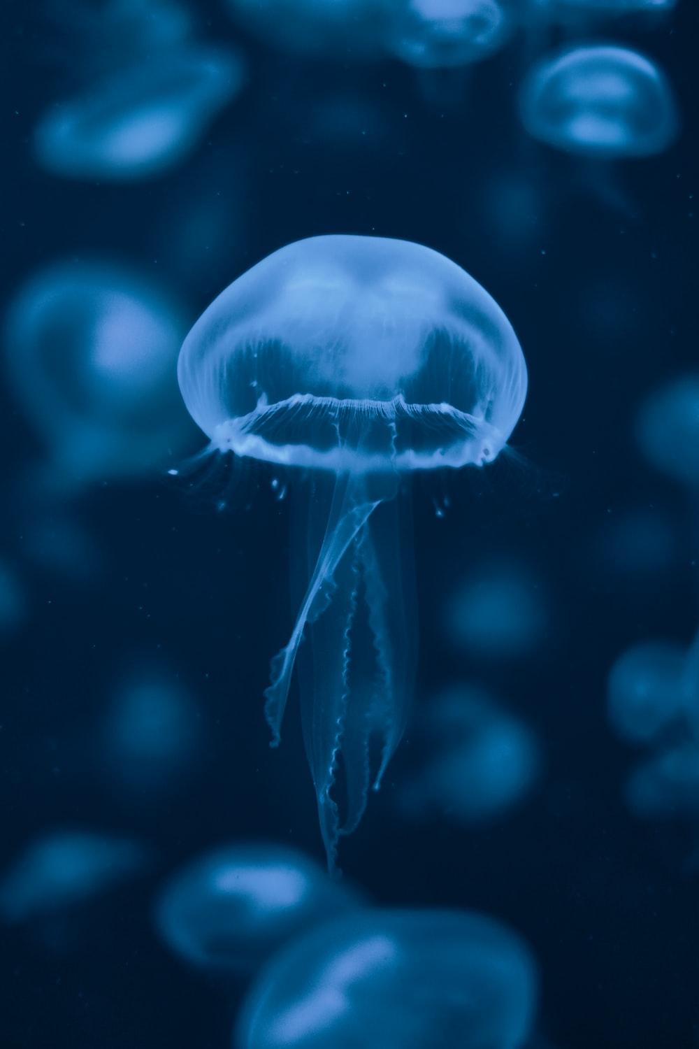 1000x1500 jelly fish in water photo