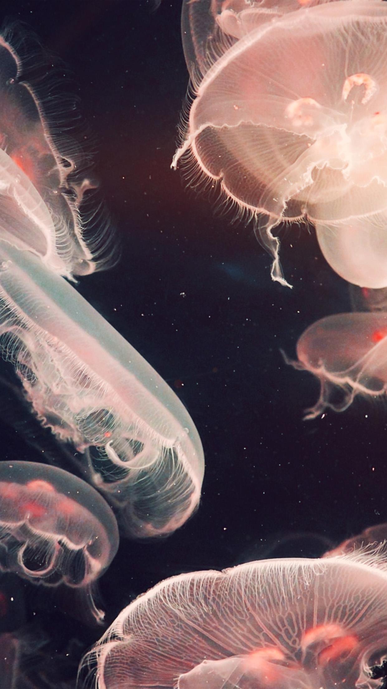 1242x2208 Jellyfish Wallpaper iPhone 8 Plus