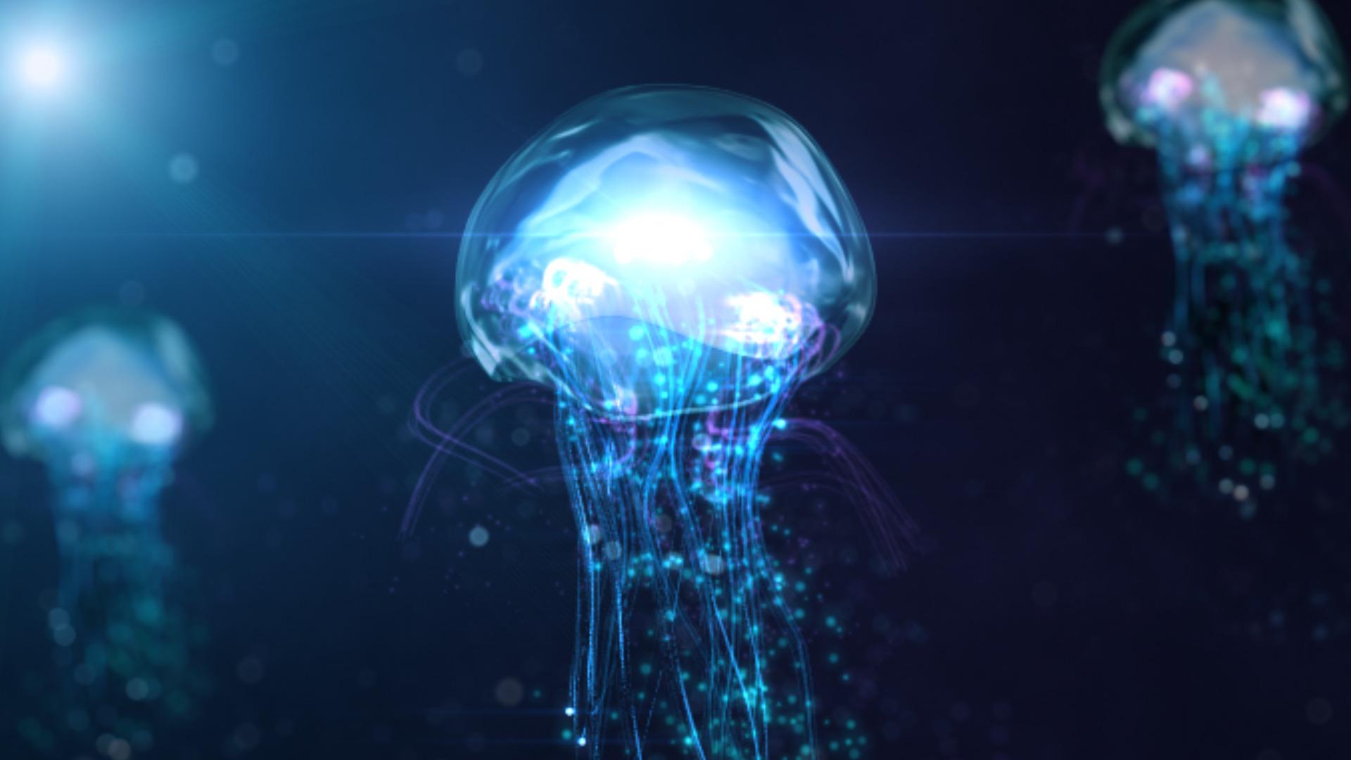 1920x1080 HD Jellyfish Background