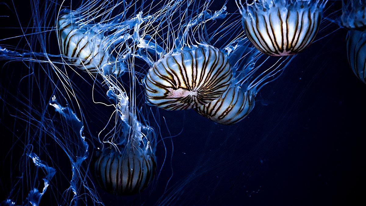 1200x675 Jellyfish wallpaper desktop, aesthetic HD