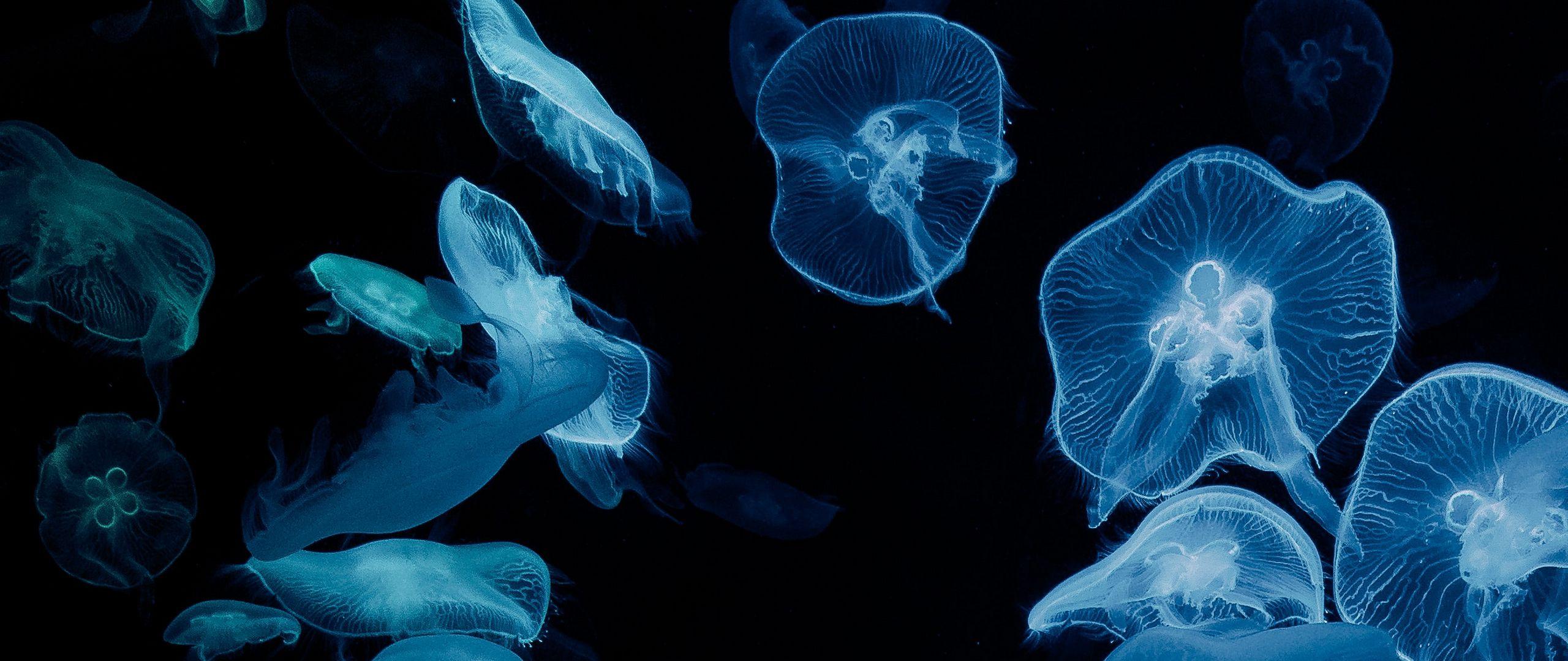 2560x1080 Download wallpaper 2560x1080 jellyfish, glow, aquarium, aesthetics, black dual wide 1080p HD background