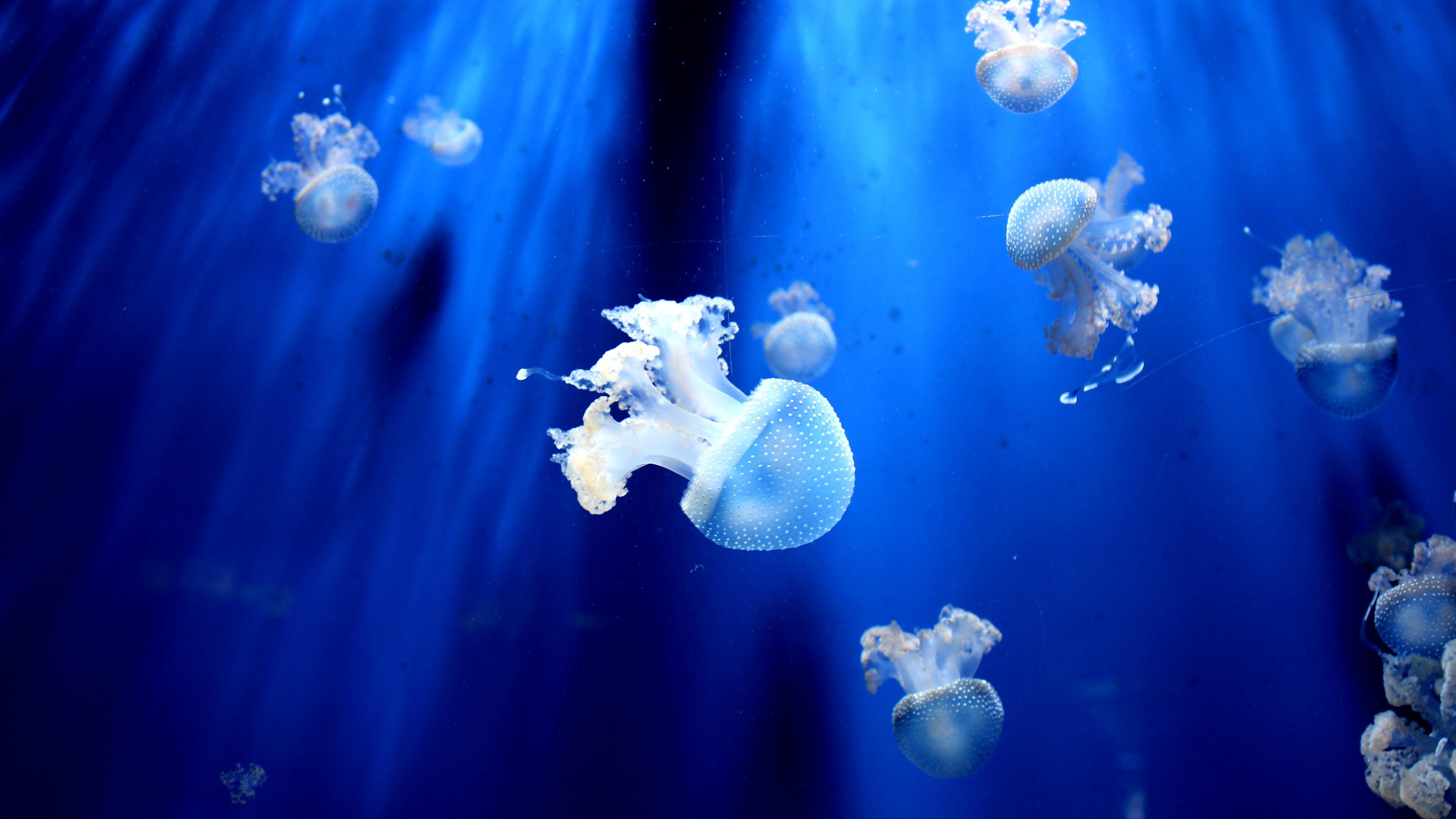 3840x2160 Hannah Navy Blue Aesthetic Under Water 4K Background Image