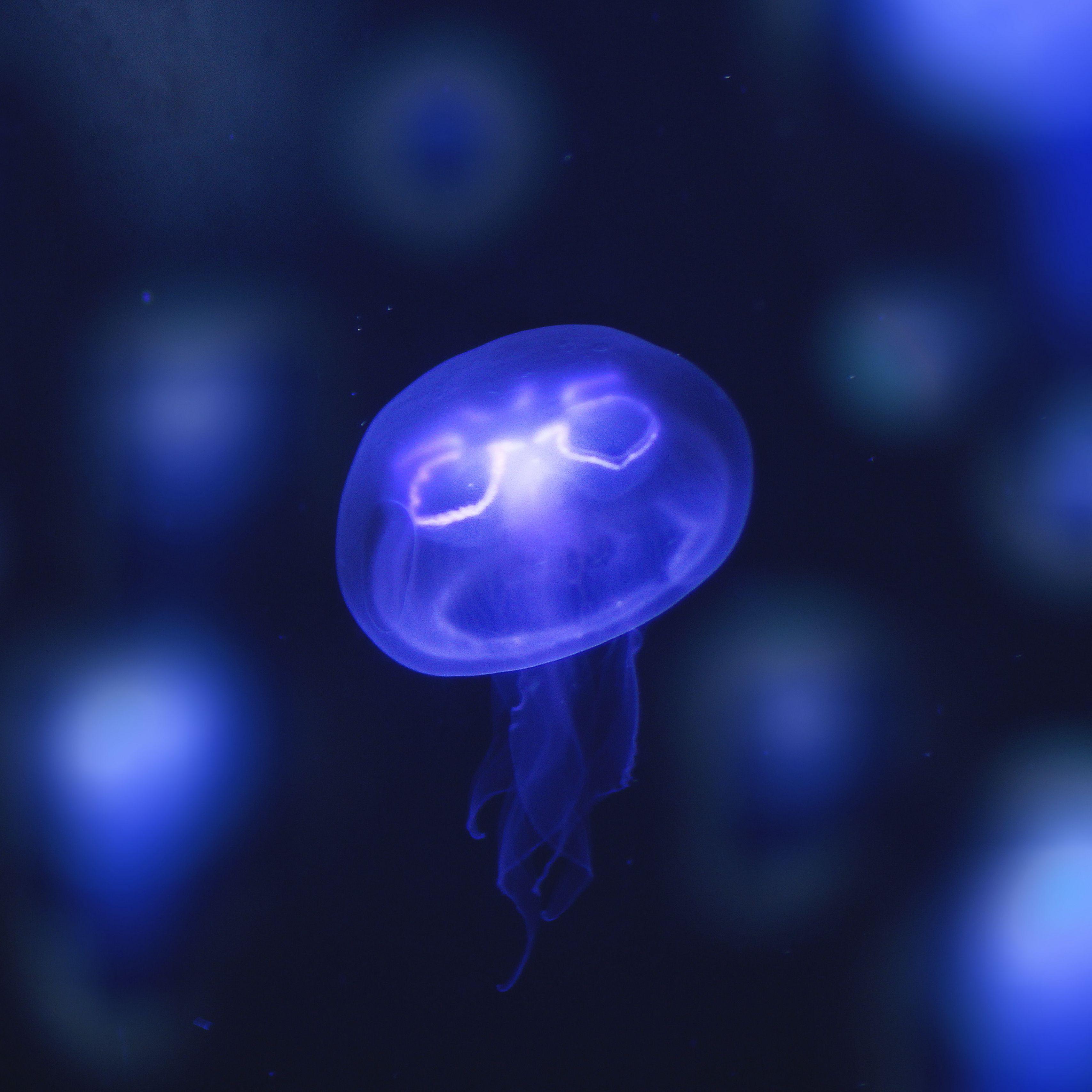 3415x3415 Download wallpaper 3415x3415 jellyfish, glow, purple, neon, underwater world ipad pro 12.9 retina for parallax HD background