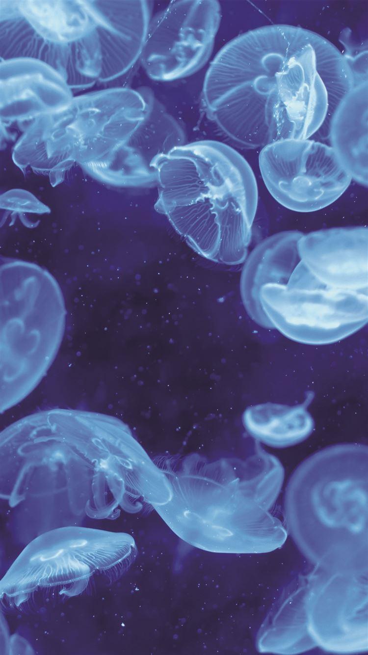750x1334 Best Transparent iPhone 8 HD Wallpaper