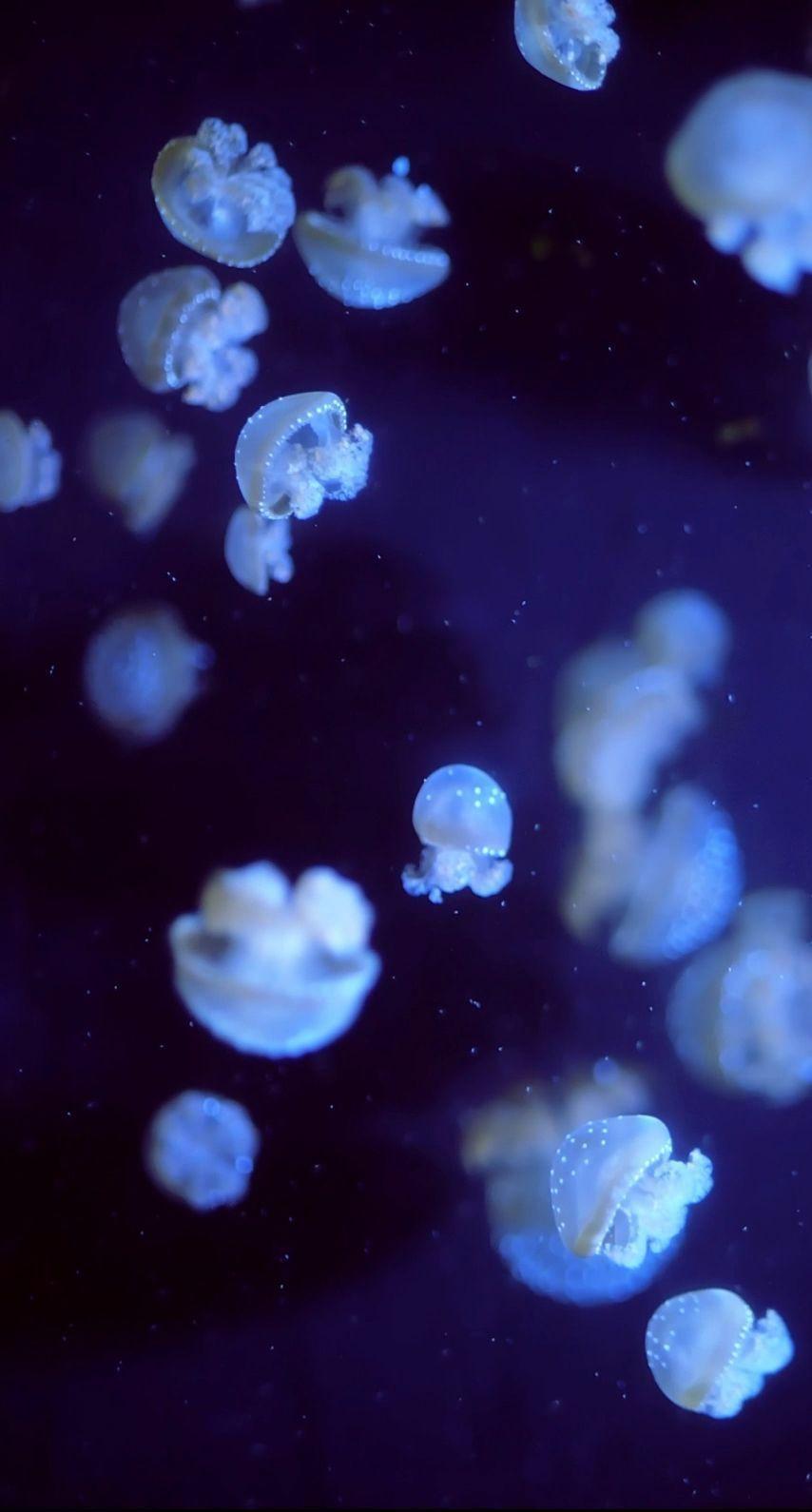 854x1590 Jellyfish iPhone Dark Blue Aesthetic Wallpaper