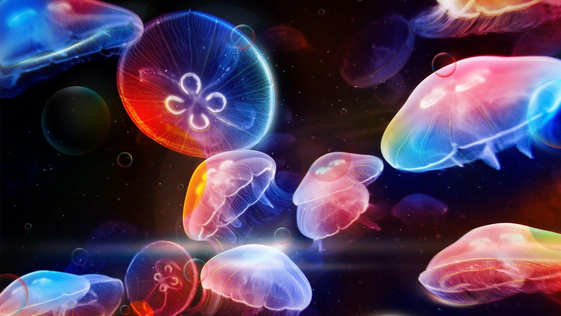 1920x1080 Colorful Jellyfish Wallpaper, HD Colorful Jellyfish Background on WallpaperBat