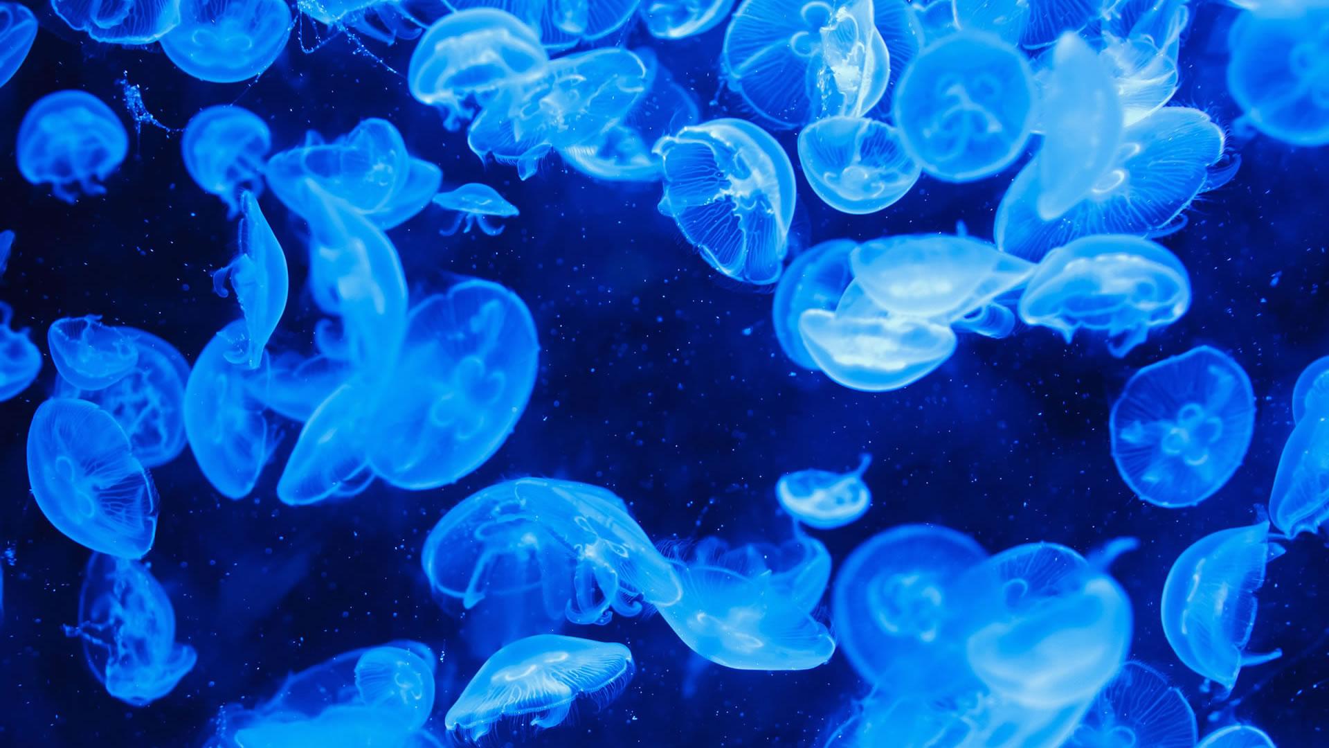1920x1080 Free download Jellyfish Wallpaper HD [1920x1080] for your Desktop, Mobile & Tablet. Explore Jellyfish Wallpaper. Animated Jellyfish Wallpaper, Live Jellyfish Wallpaper, Jellyfish Wallpaper HD
