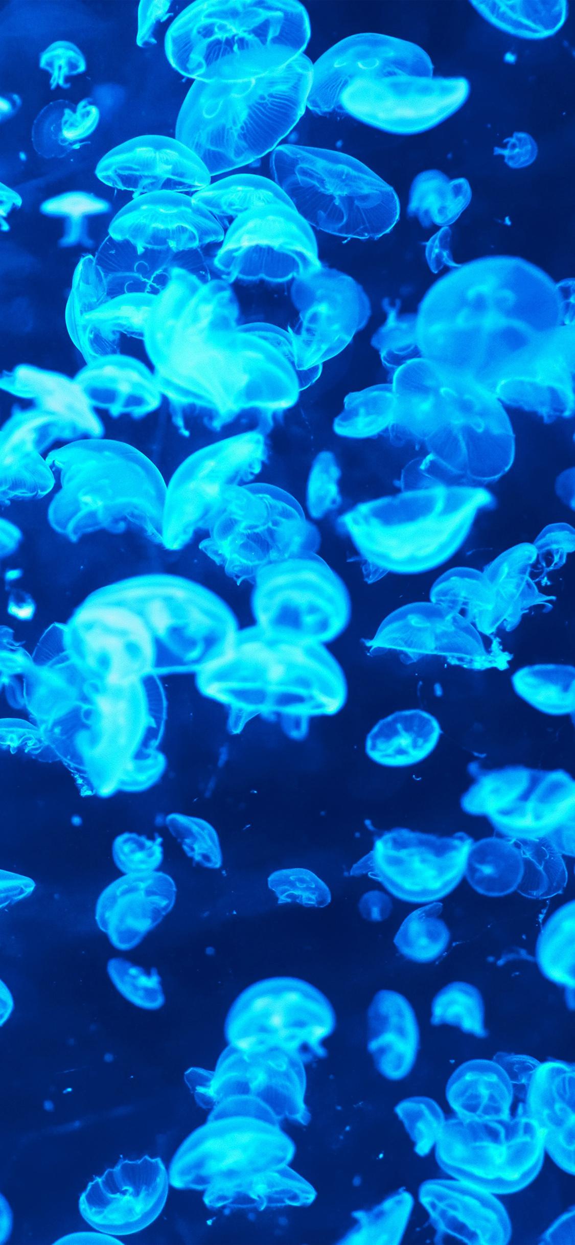 1125x2436 Blue jellyfish wallpaper